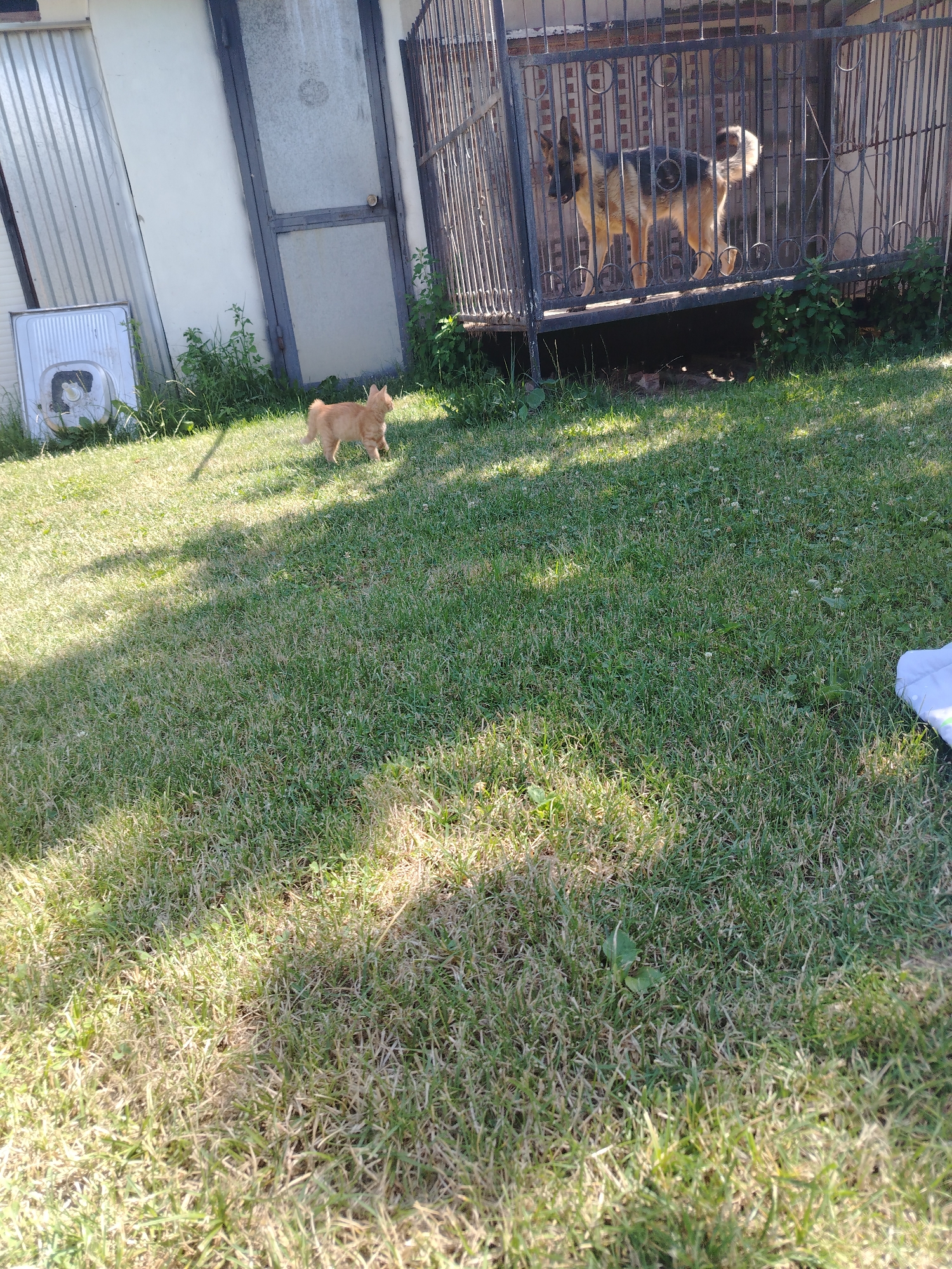 In Molodiia, Ukraine, a German Shepherd stands in a black metal dog kennel. The dog is facing left and is a mix of tan and black. Adjacent to the kennel, a small orange cat walks across a lawn. The grass is well-maintained and appears to be in good condition, with sunlight casting shadows across it. In the background, there is a white building with a corrugated metal wall and a glass door.