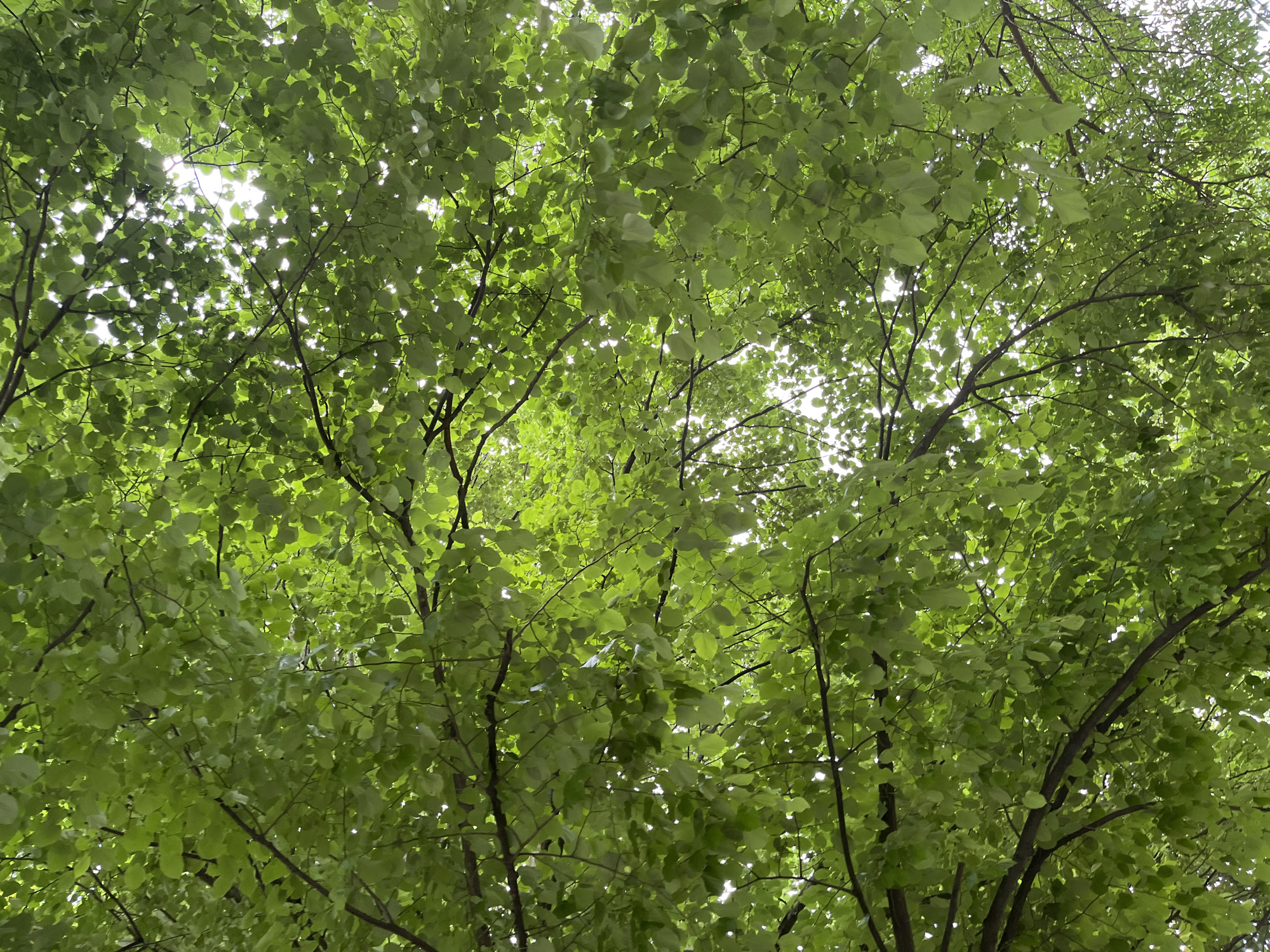 The image shows a dense canopy of green leaves, likely from trees, with branches visible against a slightly overcast sky. Light filters through the leaves, creating patches of brightness. The type of trees cannot be determined from the image. The location in Shumen, Bulgaria is not discernible from the given visual information. There are no people, subjects, objects, actions or interactions.