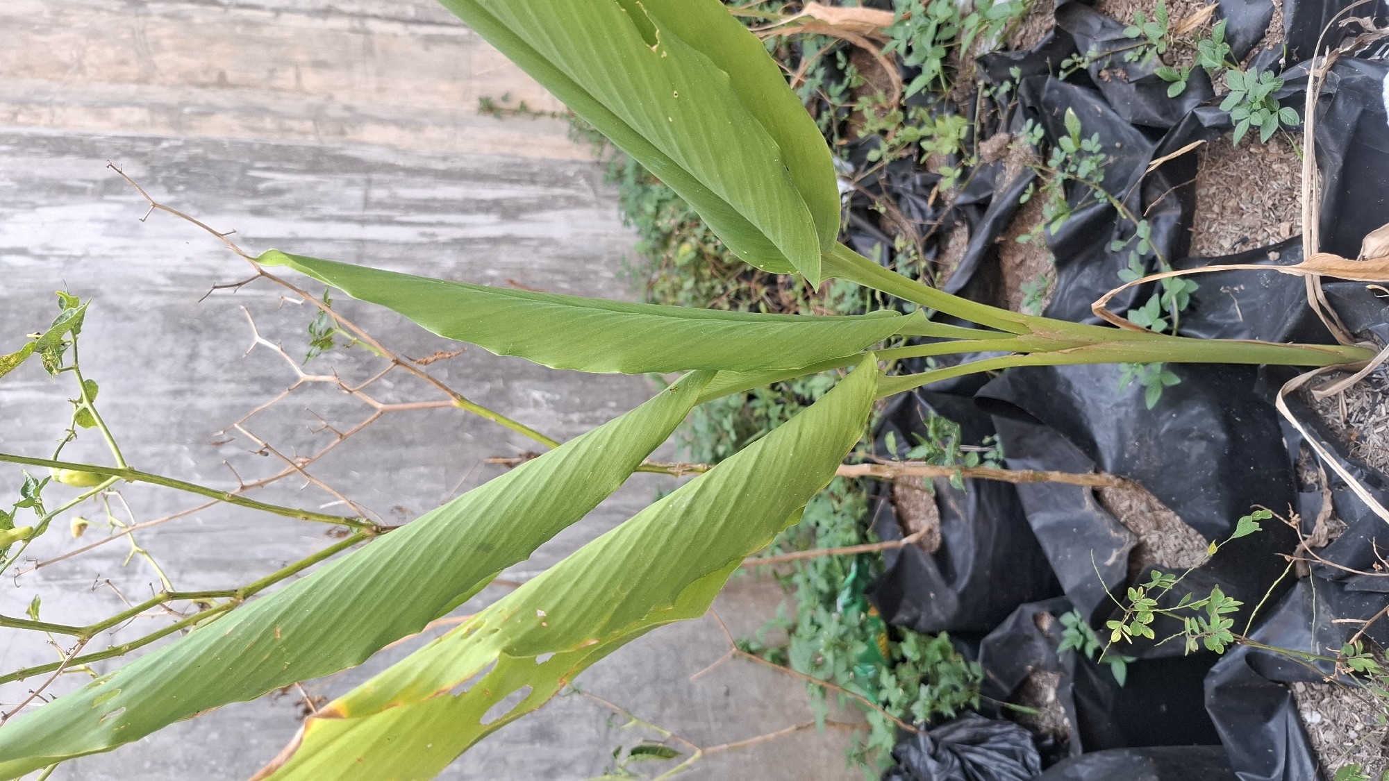 This image captures a close-up view of a turmeric plant growing in black grow bags, set against a textured concrete wall in Ciharashas, Indonesia. The plant's vibrant green leaves, some showing signs of minor damage or discoloration, are the primary focus. Several dry, brown leaves from a previous growth cycle are visible at the base of the plant. The grow bags, filled with soil and mulch, are arranged on the ground, with smaller green weeds and dried branches interspersed around them. In the background, a dry, thorny branch extends upwards, and faint patterns are visible on the concrete wall. The scene suggests an outdoor cultivation or garden area.
