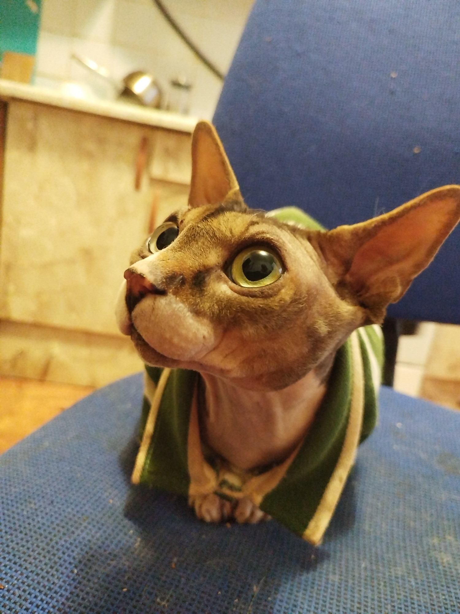 A close-up, eye-level shot shows a Sphynx cat wearing a green and white striped sweater. The cat is sitting on a blue, textured chair, facing left and looking upwards with its large green eyes. The background is blurred, showing a beige wall and kitchen cabinets. The lighting is warm and ambient. The scene appears to be indoors.