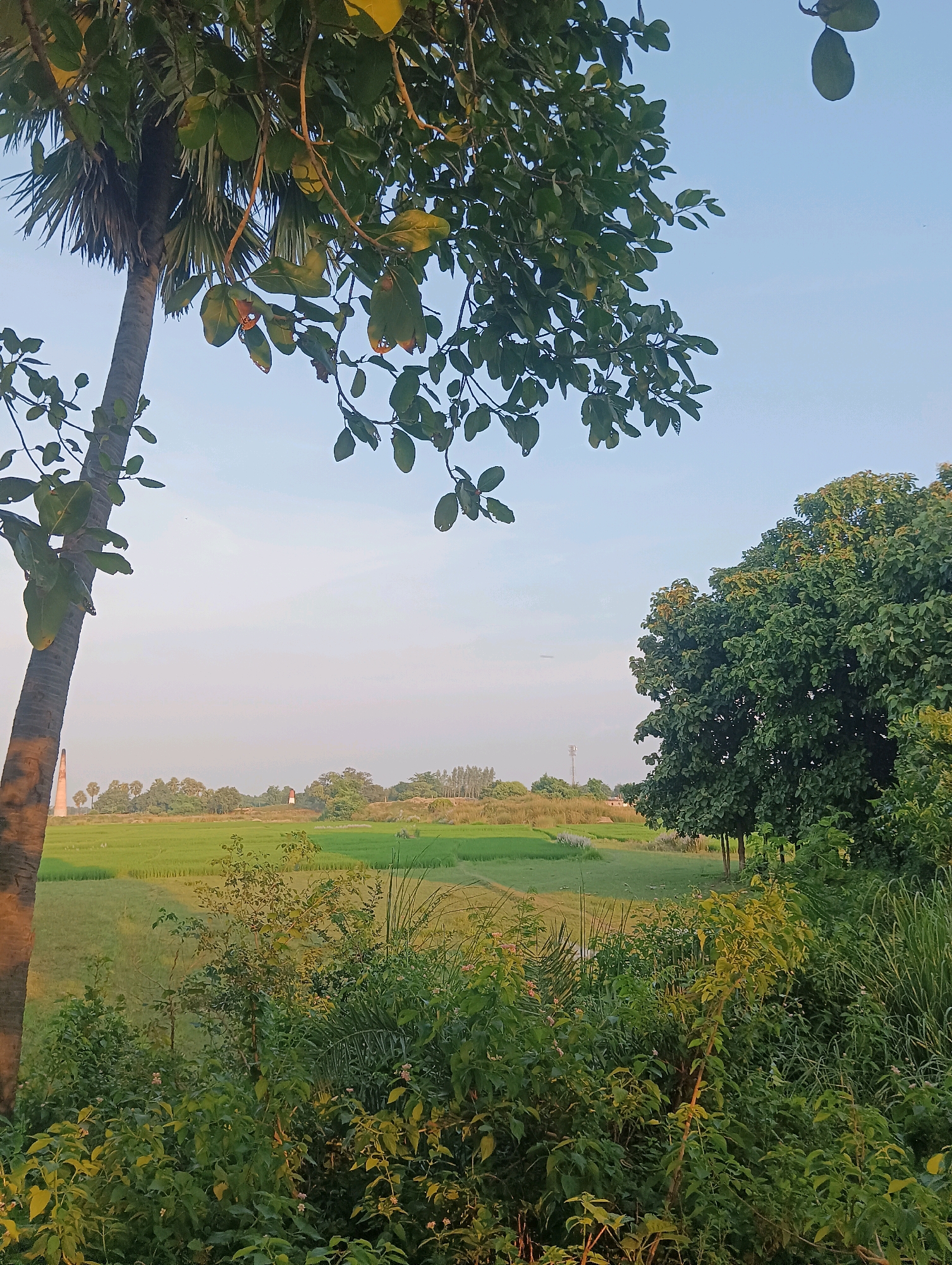 The image depicts a rural landscape, likely in or near the city of Tilkar, India. The foreground is dominated by dense green foliage, with a tall, slender palm tree on the left side. In the middle ground, a vast, flat expanse of green fields stretches towards the horizon, with a few scattered trees and what appear to be brick kilns or chimneys in the distance. A larger, mature tree with dense green leaves stands on the right side of the image, partially obscuring the view of the fields. The sky is a pale blue with a hint of haze, suggesting either early morning or late afternoon light. The overall impression is one of tranquility and natural beauty.