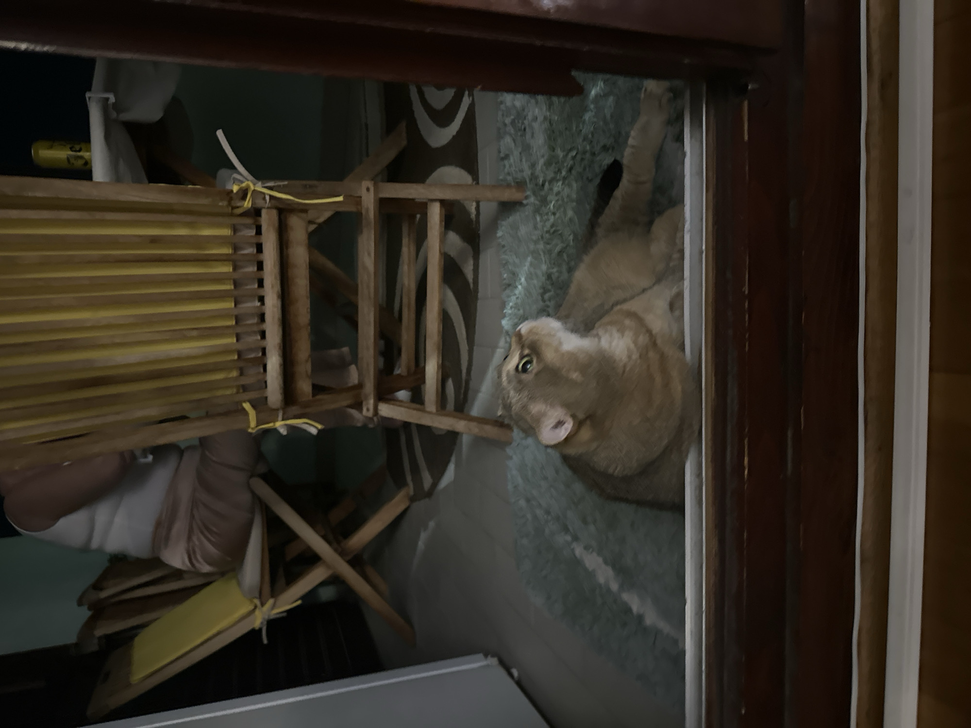 The image shows a tan cat lying on a light blue rug. A wooden chair is partially visible in the foreground. The scene is viewed through a doorway. The location is not discernible from the image.