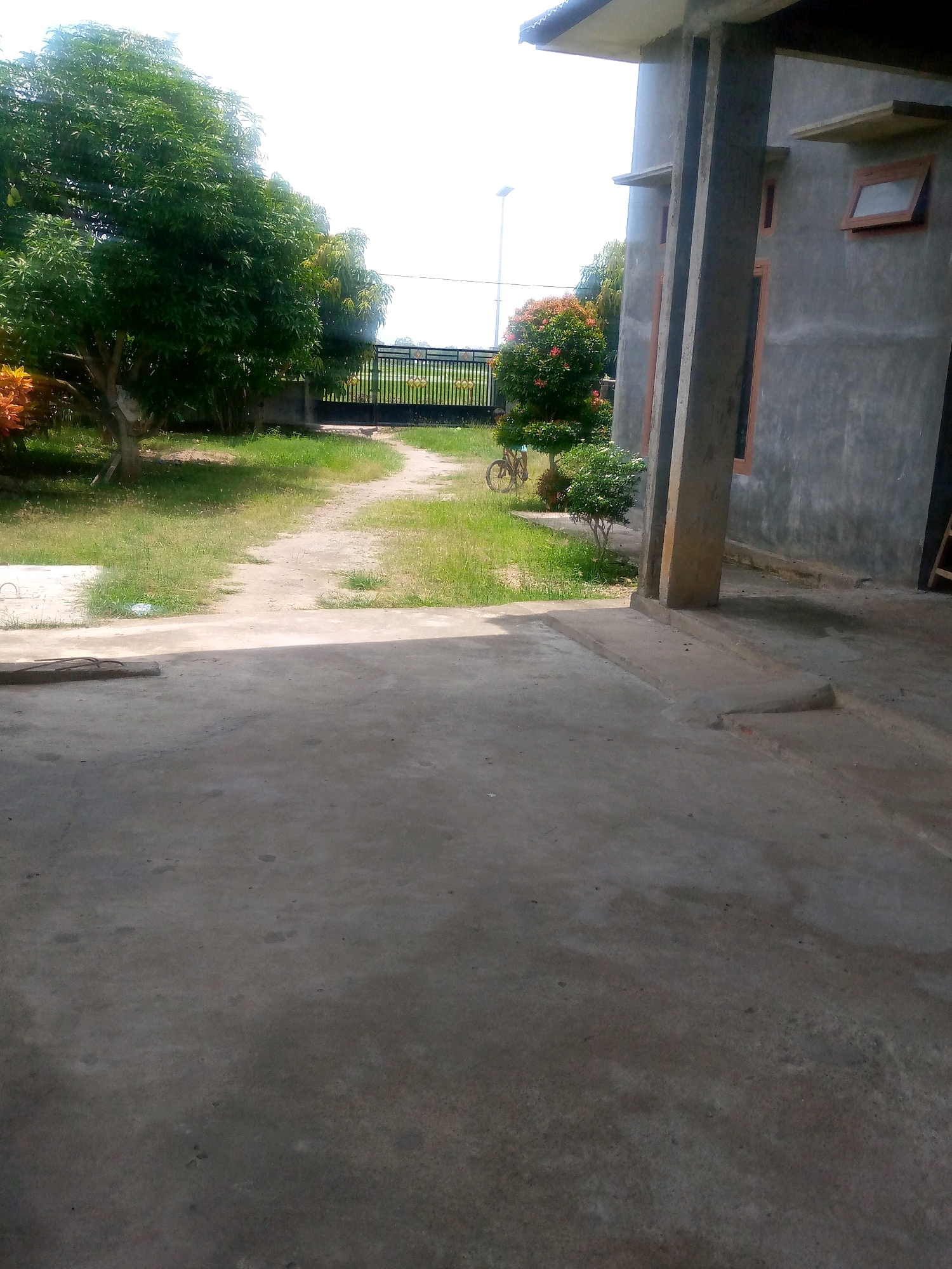 The image captures a view from a concrete patio looking towards a yard with a pathway leading to a gate. To the left, a large, leafy green tree dominates the scene, with a smaller plant displaying red and orange foliage at its base. A dirt pathway winds through the grassy yard, bordered by more greenery. In the background, a black metal gate is visible. To the right of the pathway, there is a bush with red flowers. A bicycle is leaning against the bush. The side of a gray concrete building with brown-framed windows is also visible on the right side of the image. The sky is bright and overcast. The image appears to be taken in Kutaglumpang, Indonesia, based on the provided context.