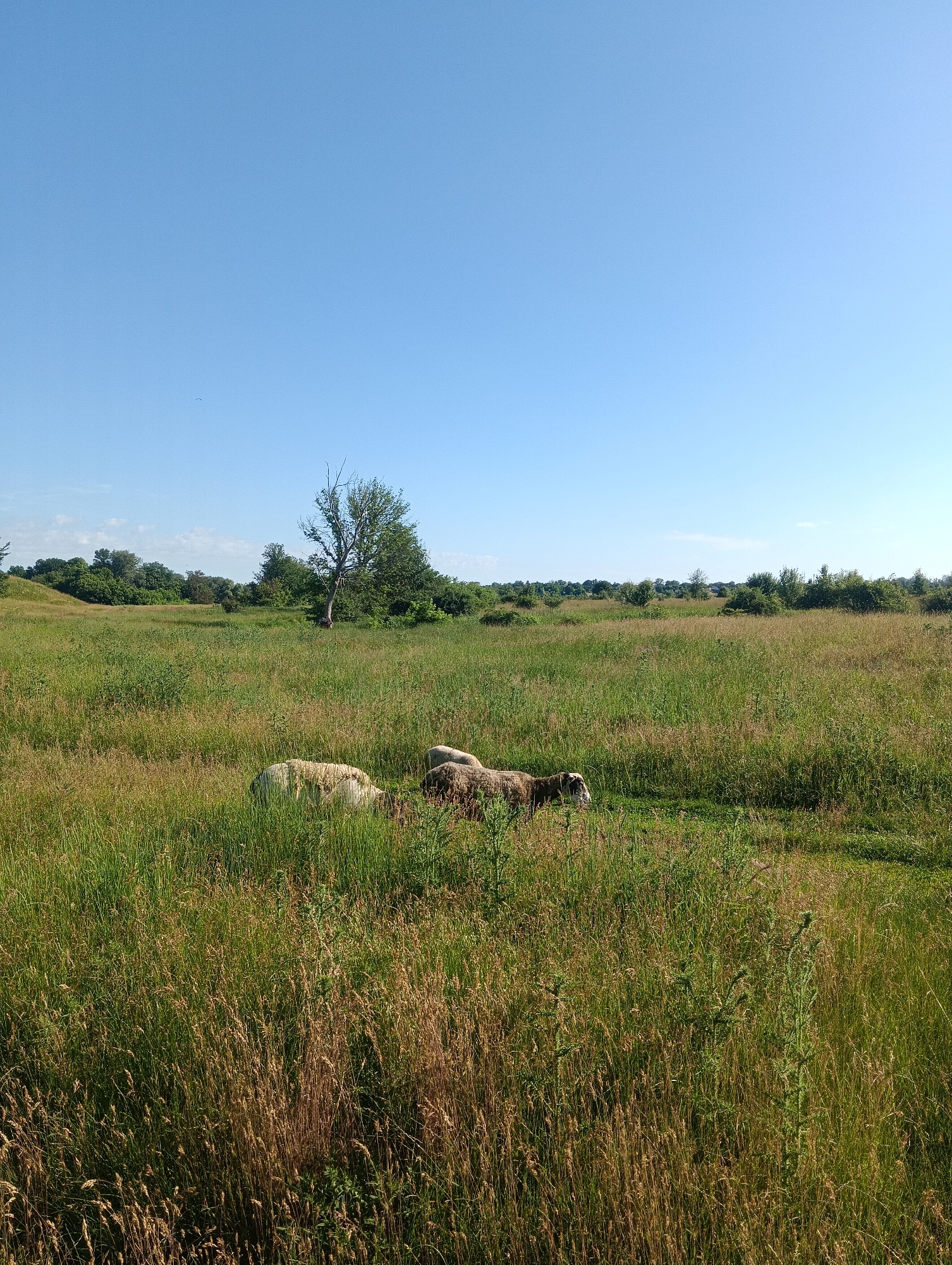 A wide shot captures a sunny day in a grassy meadow. In the foreground, two sheep graze in the tall, dry grass. One sheep, mostly white, is on the left, and a darker, brown and white sheep is to its right, partially obscured. The meadow extends to the middle ground, where a lone, leafless tree stands near a cluster of green trees on a slight rise. The background is filled with a dense line of trees and shrubs beneath a clear, bright blue sky.