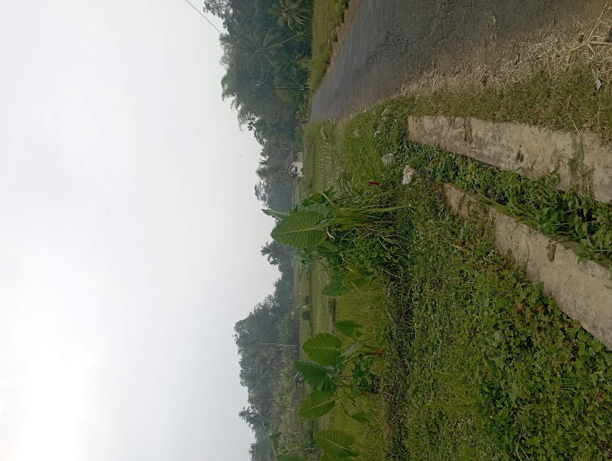 The image depicts a rural road in Tasikmalaya, Indonesia, bordered by lush vegetation and agricultural fields. On the left side of the road, a patch of large, green taro plants with broad leaves dominates the foreground. Behind the taro, a rice paddy stretches into the distance, with young rice stalks visible. A small, simple house with a white exterior and a brown roof is situated near the edge of the rice paddy, surrounded by more greenery.
The road itself is paved with asphalt and appears to be in moderate condition, with some cracks and wear visible. To the right of the road, a line of trees, including palm trees and bamboo, forms a dense backdrop. Power lines and poles are also present along the right side of the road. The sky is overcast and pale, suggesting a hazy or cloudy day. The overall scene conveys a tranquil, rural atmosphere typical of the Indonesian countryside.