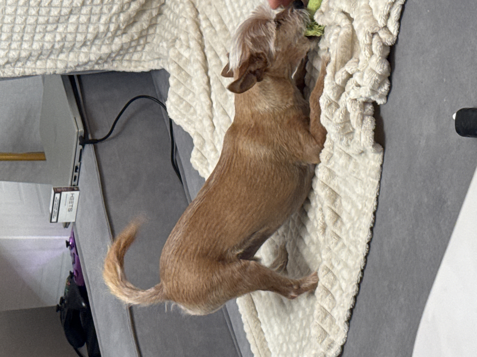 A tan dog with its tail curled upwards is in a play bow position on a textured cream blanket. The dog is gnawing on a green object. In the background, a grey sofa is visible, with two black and purple game controllers and a pack of HEETS cigarettes on it. A laptop with a black cord is also on the sofa, to the right of the cigarettes. The environment appears to be indoors. The city of Vlasikha, Russia is not discernible from the image.