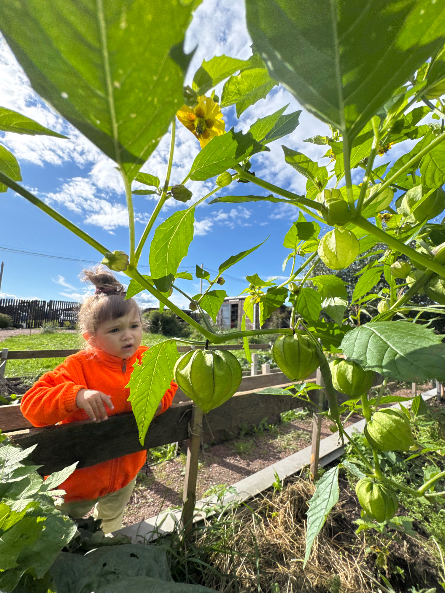 A young child with light brown hair pulled into a messy bun, wearing an orange fleece jacket and tan pants, stands behind a wooden railing in an outdoor garden. The child is looking to their left with a curious expression. The garden appears to be in Kempelevo, Russia, with visible fencing and a small structure in the background. The foreground is dominated by a plant with large green leaves and several green, lantern-shaped fruits, known as tomatillos. The sky above is bright blue with scattered white clouds. The overall lighting suggests it is daytime, likely late morning or early afternoon.