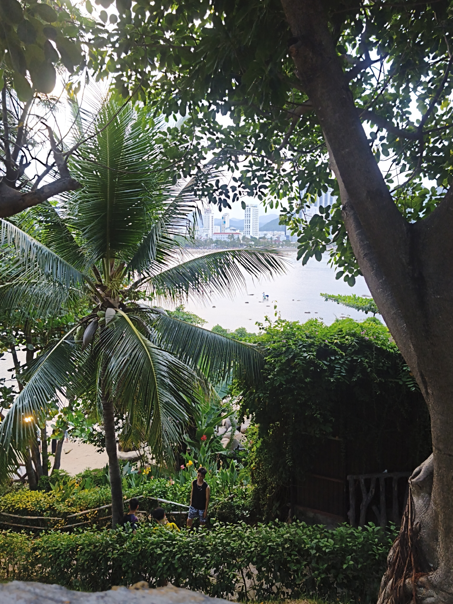 In the city of Nha Trang, Vietnam, a tropical scene unfolds with lush greenery and a distant cityscape. A prominent palm tree, laden with coconuts, stands tall on the left, its fronds fanning out. In the foreground, a group of people are visible, with one young man in a black tank top and patterned shorts standing near a hedge. Two younger individuals, one in a yellow shirt and another in a purple shirt, are seen near a wooden railing behind him. The background reveals a calm body of water, possibly the sea, dotted with small boats. Across the water, a modern cityscape with tall buildings and mountains in the distance can be seen. The image is captured from a slightly elevated perspective, looking down through dense foliage and large tree trunks that frame the view. The overall atmosphere is serene and suggests a peaceful day in a coastal Vietnamese city.