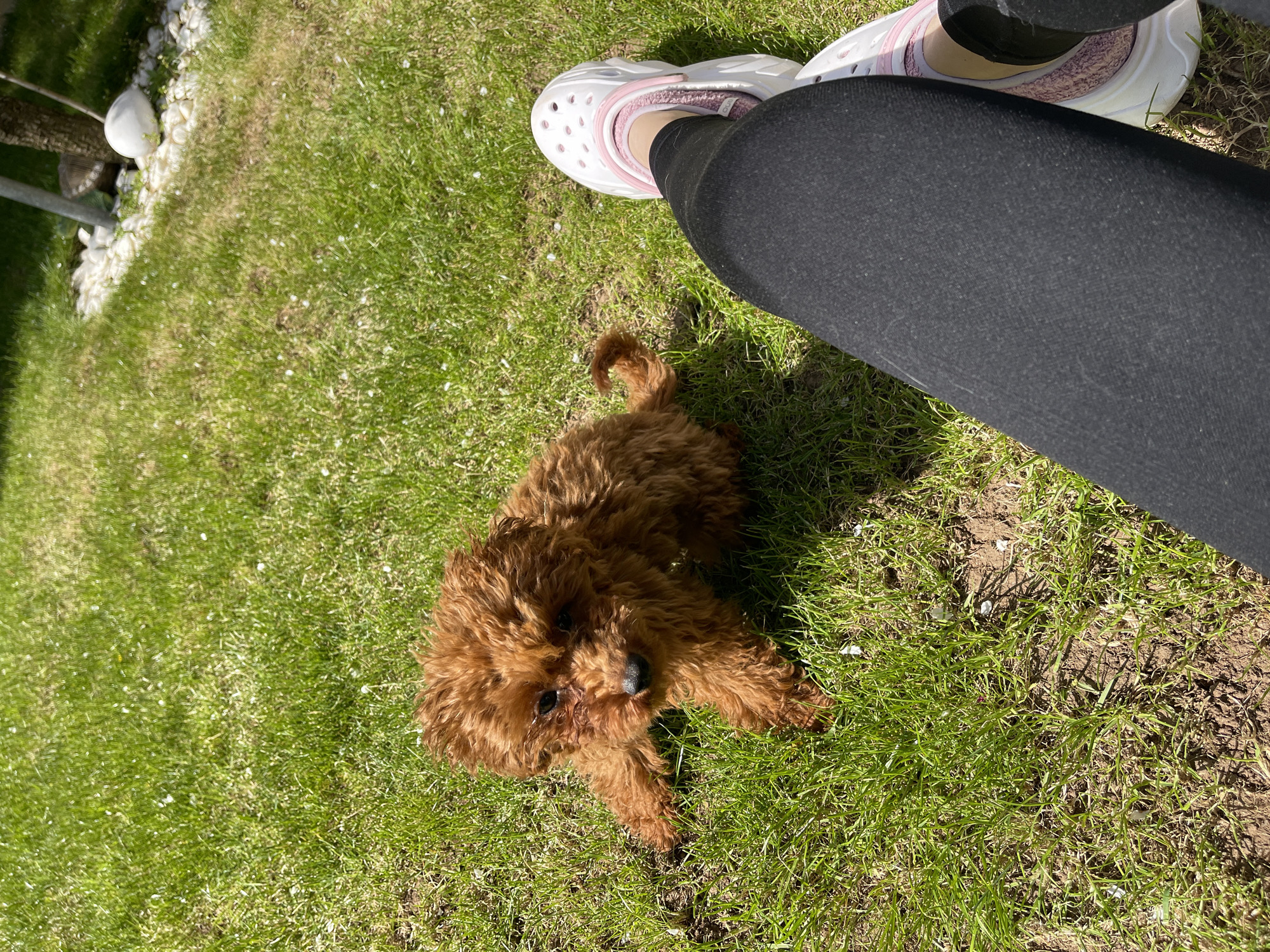 The image presents an overhead view of a small, fluffy brown dog resting on a vibrant green lawn under bright sunlight. The dog, appearing to be a poodle or poodle mix, is positioned centrally, looking upwards towards the camera with an alert and curious expression. Its rich reddish-brown fur stands out against the green grass.
In the upper right corner, the lower leg and foot of a person are visible. The person is wearing black leggings and a white clog-style shoe with pink interior accents, characteristic of Crocs. This indicates an interaction between the person and the dog, suggesting a casual outdoor moment.
The setting is an outdoor grassy area, likely a backyard or park, with some patches of visible soil and small white specks scattered across the lawn, possibly fallen petals. Strong, direct sunlight casts clear shadows, indicating a bright and clear day. Towards the far left of the frame, parts of a tree trunk, a border of white stones or gravel, and a metallic pole can be seen, hinting at a landscaped garden environment. The overall mood of the scene is pleasant and relaxed. There is no visible text in the image. The location context provided states this scene is in Sofia, Bulgaria.