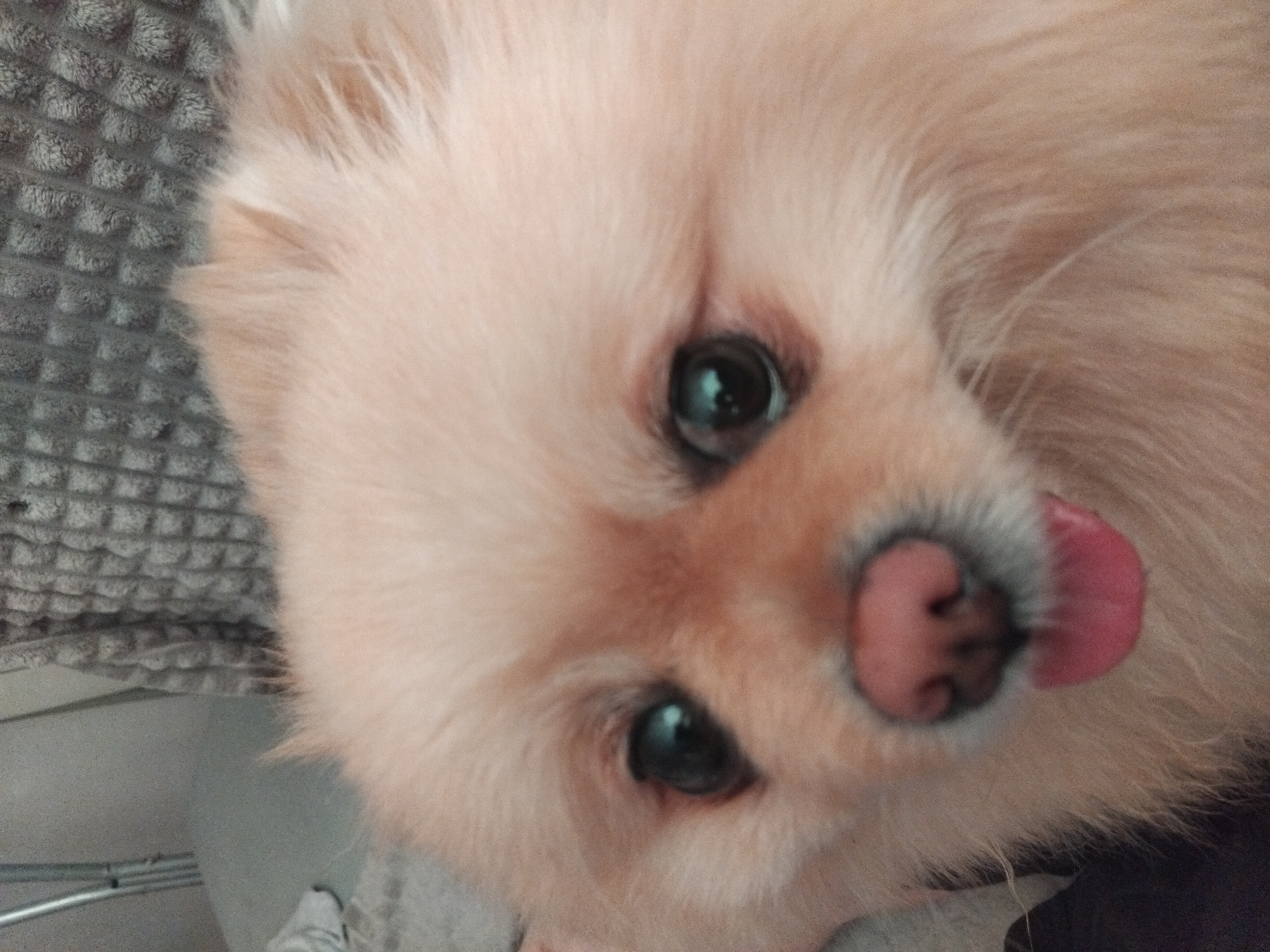 A close-up, slightly blurry, head-on shot shows a fluffy, light-colored Pomeranian dog. The dog's pink nose is prominent, and its pink tongue is sticking out slightly. Its dark eyes are wide open. The dog is positioned in front of a textured, grey blanket. The background shows a hint of a light grey surface and a vertical metal pole. The image appears to be taken indoors, in what could be a residential setting. There is no discernible location in Apriltsi, Bulgaria, as this is a common breed of dog and the background is generic.