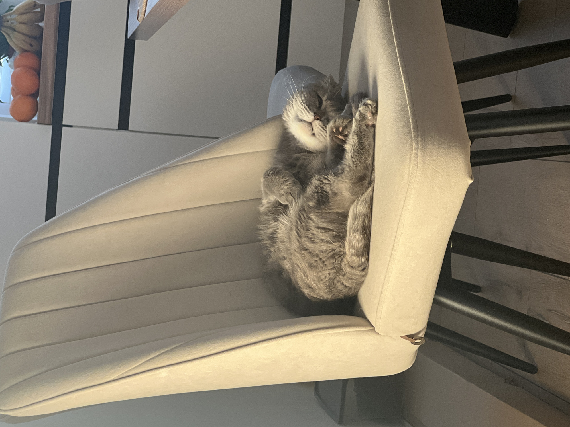 A fluffy gray cat sleeps curled up on a light-beige upholstered chair with black metal legs. The background includes a kitchen with white cabinets and a counter with a bowl of fruit. The location is not identifiable as Votkinsk, Russia.