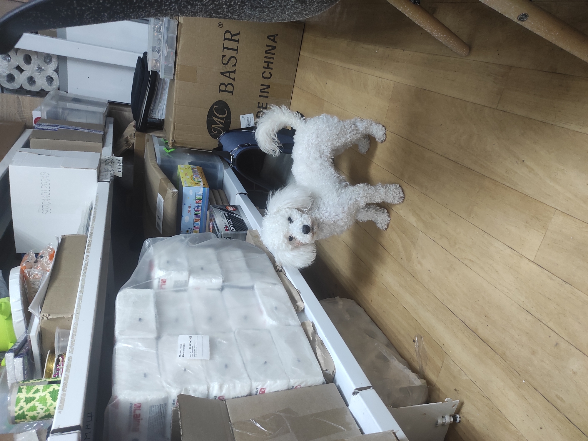 The image shows a small white dog, likely a Bichon Frise or similar breed, standing on a wooden floor amidst a cluttered storage area. The floor appears to be made of light-colored wooden planks.
The dog is positioned between the floor and a white shelving unit filled with various items. The shelving unit contains stacks of white paper products wrapped in clear plastic, as well as numerous cardboard boxes, some open and some closed. One box is labeled "MC BASIR DE IN CHINA." Other items, such as rolls of wrapping paper and plastic containers, are also visible on the shelves.
The clutter and arrangement of items suggest a storage room or stockroom, perhaps belonging to a small business or an individual with a significant amount of supplies. The room is cramped, with very little open space.
The overall scene conveys a sense of a busy and organized space.
I don't have location information for the city of Unknown, Unknown.