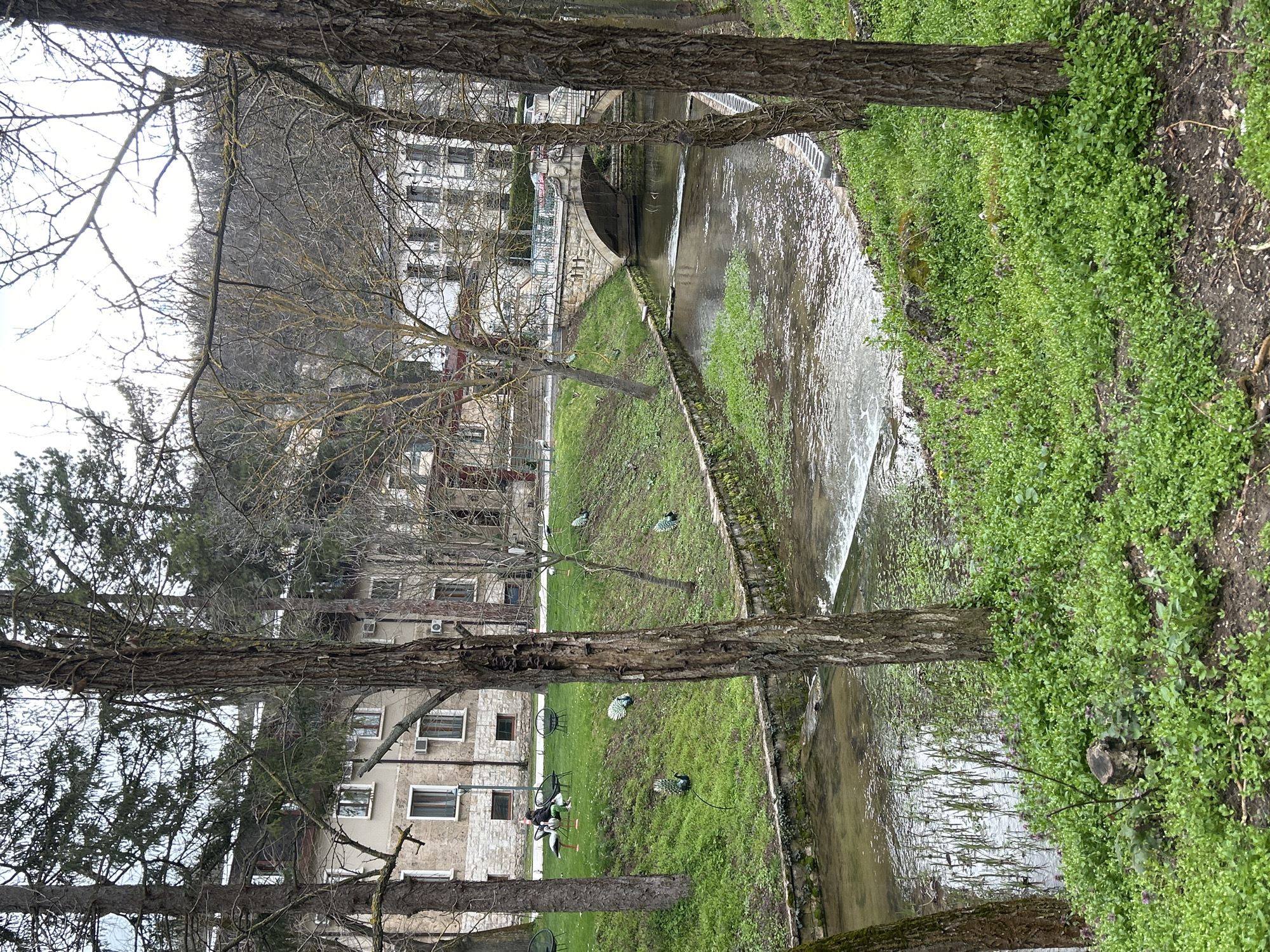 A waterway lined with stone and green foliage runs through a park-like setting with buildings visible in the background, framed by tree trunks in the foreground. Along the bank of the waterway, several peacocks are present, with at least one person sitting at a table nearby. The location is likely in the city of Pleven, Bulgaria.