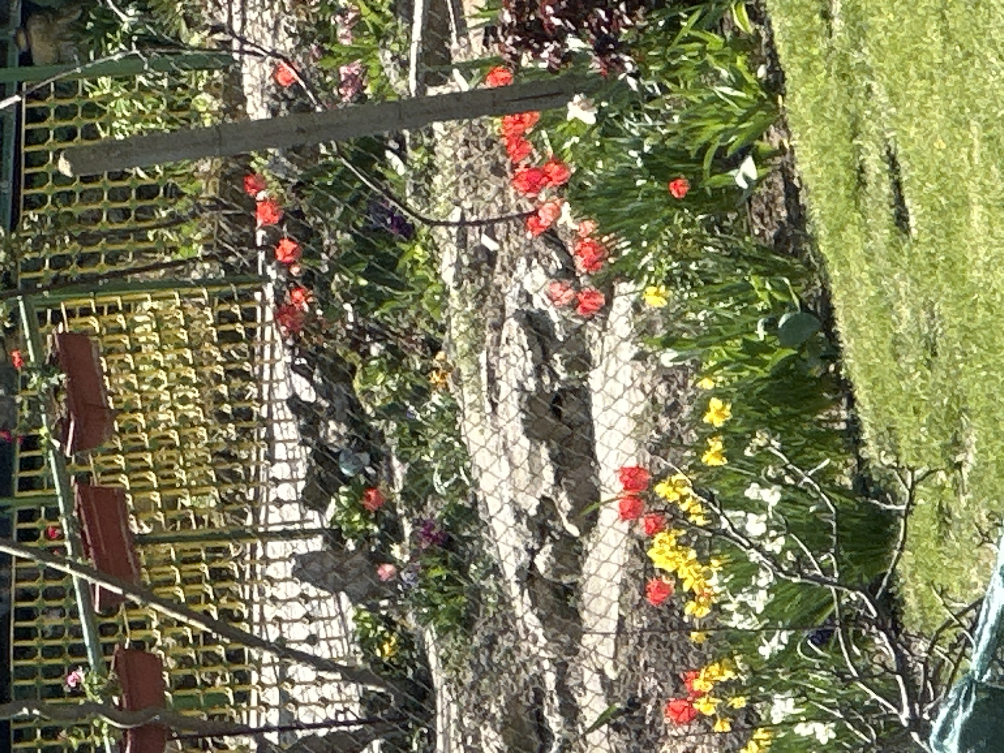 The image shows a garden in Varna, Bulgaria, likely near a residential area. The scene includes a yellow, wire-mesh fence and a flowerbed with red and yellow flowers. Green grass is visible next to the flowerbed. Flower pots are attached to the fence. The image is taken during the day, with sunlight casting shadows in the scene.