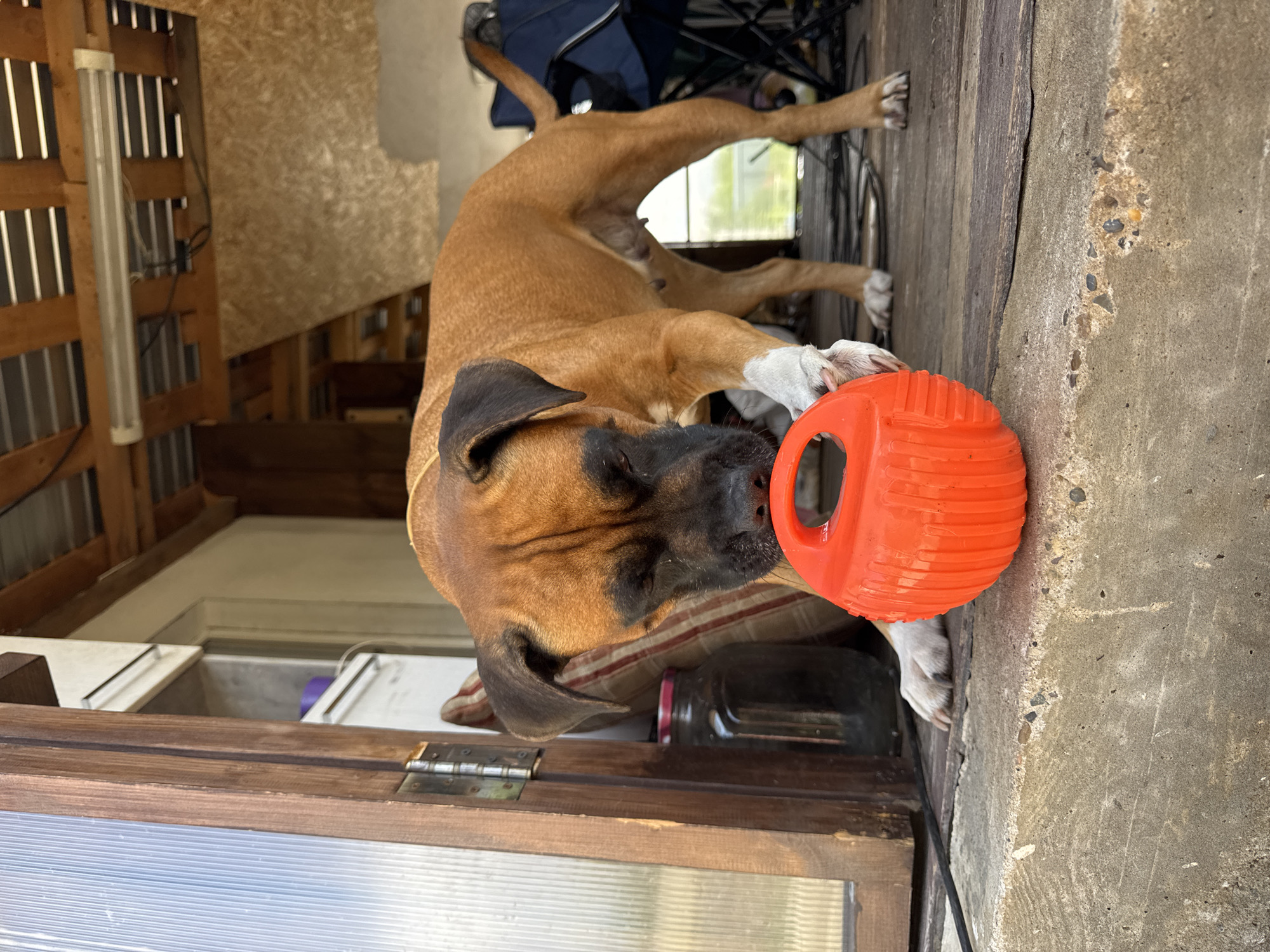 A medium shot captures a brown boxer dog with black markings on its face, indoors and playing with an orange ball. The dog is in the foreground, with its head bowed towards the ball, which it is nudging with its nose and paw. The dog's body is angled to the right, and its tail is slightly raised. The environment appears to be a rustic, unfinished indoor space with wooden beams and paneling visible. In the background, a fluorescent light fixture hangs from the ceiling. To the left, a wooden door frame with a glass panel is visible, and a jar is placed on a ledge. The floor is made of wood planks, and a concrete step is in the foreground. The scene is well-lit, suggesting it is daytime. The location is the city of Chaikovsky, Russia.