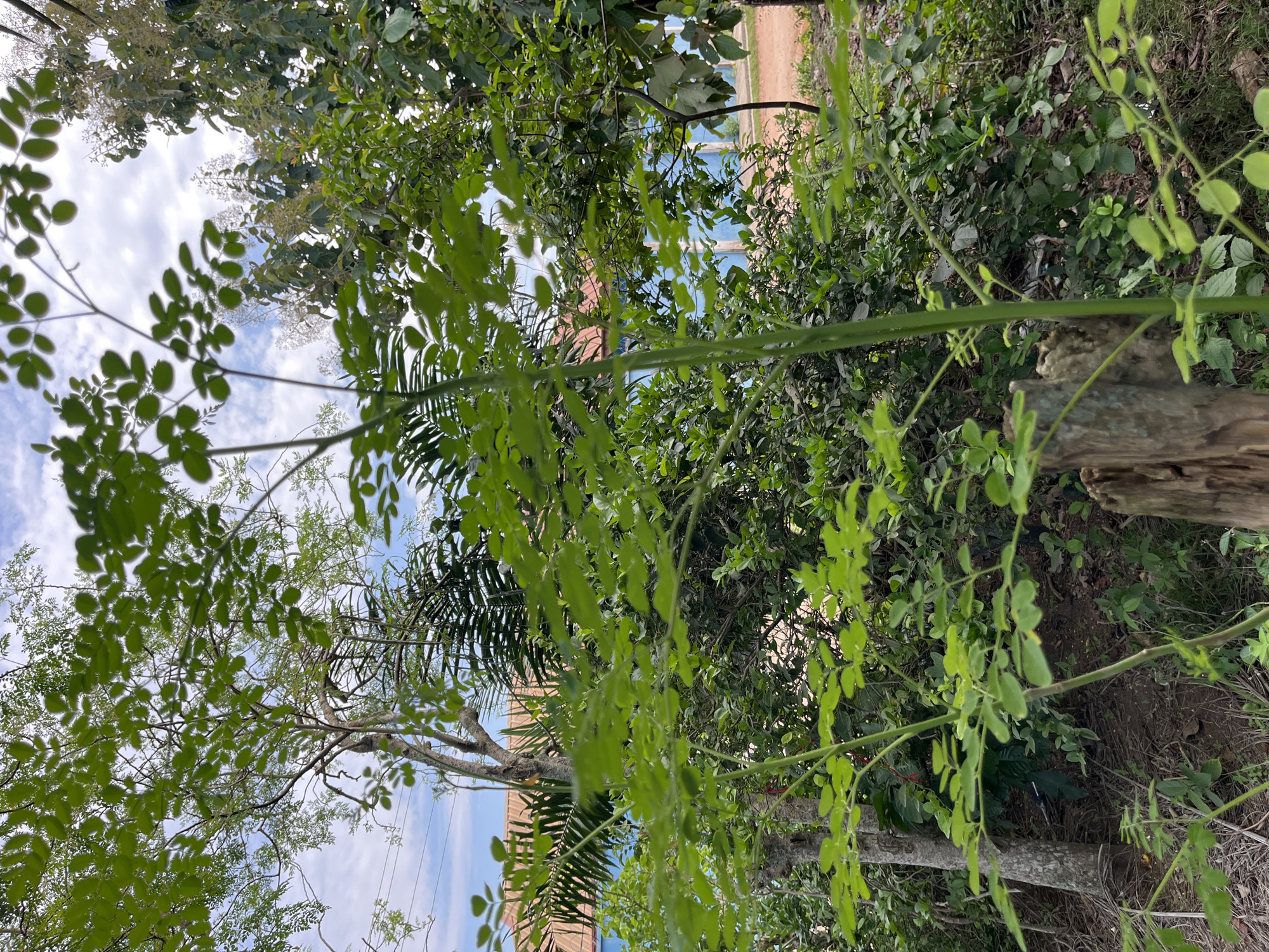 This outdoor image is captured from a low-angle perspective, looking upwards through a dense canopy of green foliage. The scene is dominated by various trees and plants, primarily characterized by their vibrant green leaves and branches.
In the foreground, prominent branches with small, oval-shaped light green leaves extend into the frame from the left and right, suggesting a tree like Moringa. Interspersed among these are fronds from palm trees, visible towards the upper left and central-right portions of the image. The midground consists of a thicker layer of green leaves and branches.
Above and through the breaks in the foliage, a bright, partly cloudy sky is visible, featuring white clouds against a light blue background. This indicates a daytime setting. In the background, hints of human presence can be observed through the trees: a building or structure with a reddish-brown roof or wall, and another with a blue wall. A dirt path or unpaved road can be seen in the upper right background, winding into the distance. A rough wooden post or tree stump is visible on the right side of the image, partially obscured by the surrounding vegetation.
The overall impression is a lush, natural environment adjacent to a human settlement, consistent with a semi-rural or residential area in Osogbo, Nigeria. There is no specific activity taking place, and no visible text.