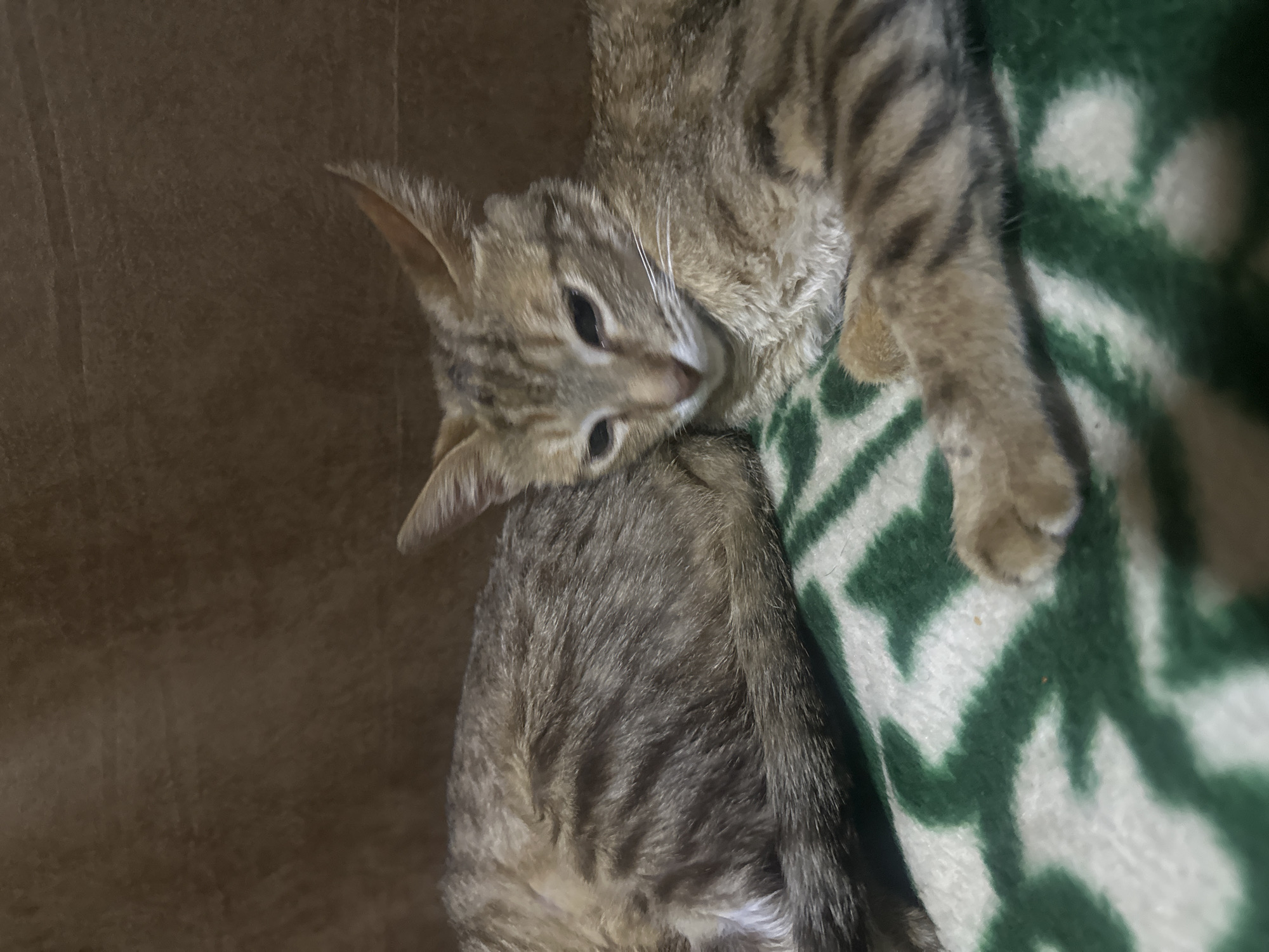 In this media file, a tabby cat is seen resting on a brown couch and a green and white patterned blanket. The cat is lying on its side, with its head resting on its paws. Its fur is a mix of brown, black, and white stripes. The cat's eyes are open and it appears to be relaxed.
The background of the image is a brown couch, suggesting an indoor setting. The lighting is dim, indicating it might be nighttime or an overcast day. The overall mood is peaceful and cozy, as the cat is comfortably nestled in its resting spot. There are no people visible in the image, and no visible text. The location context provided is Jos, Nigeria, but there are no specific visual cues to confirm this location within the image itself.