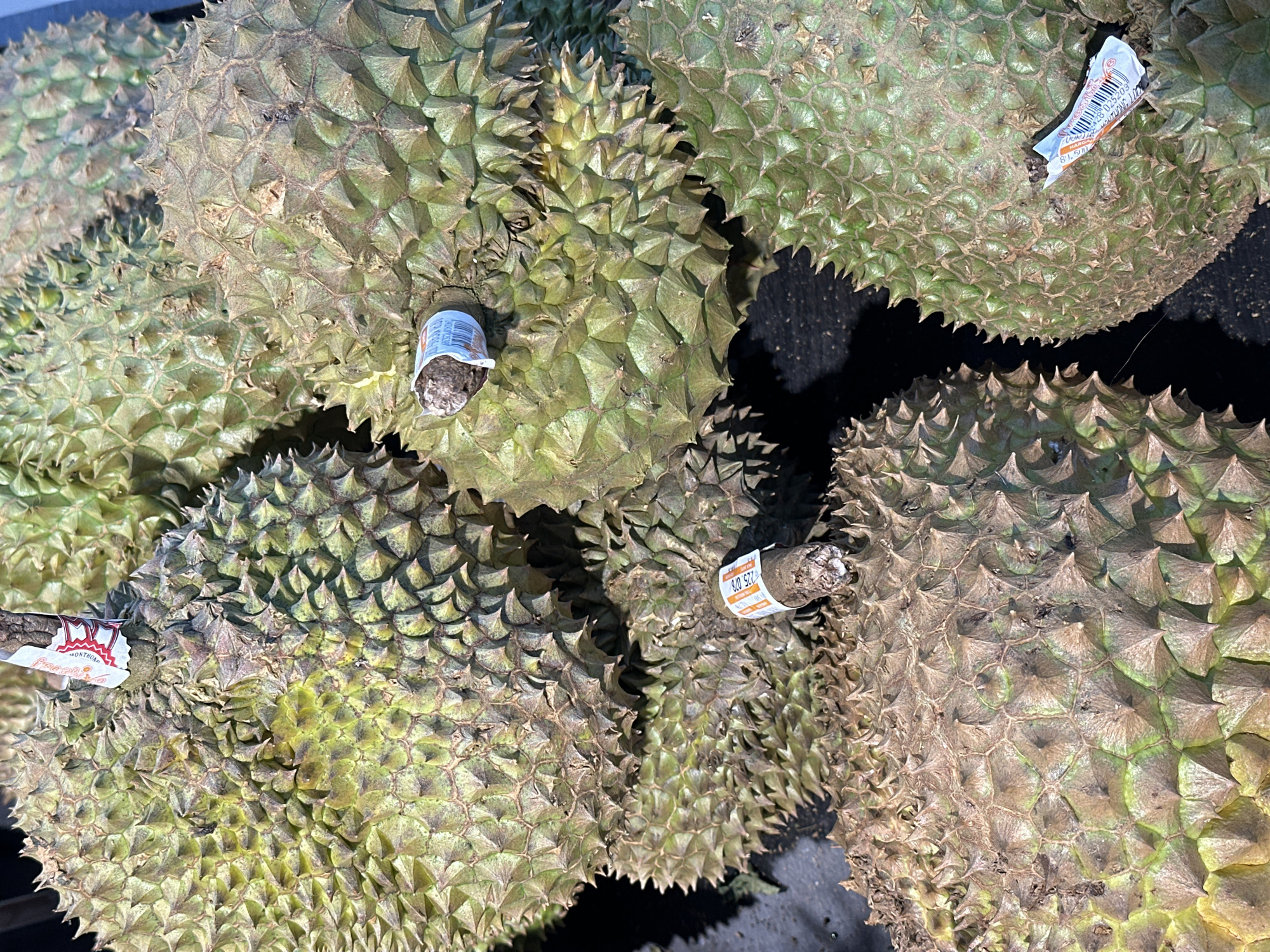 A top-down, close-up shot showcases a pile of durians, a spiky fruit known for its pungent aroma, for sale. The durians, varying in shades of green and brown, are tightly packed together. Some of the fruits have small white labels attached to their stems. The surface of the durians is covered in a thick, spiky rind. The lighting suggests an outdoor setting, likely a market stall in North Kuta, Indonesia.
