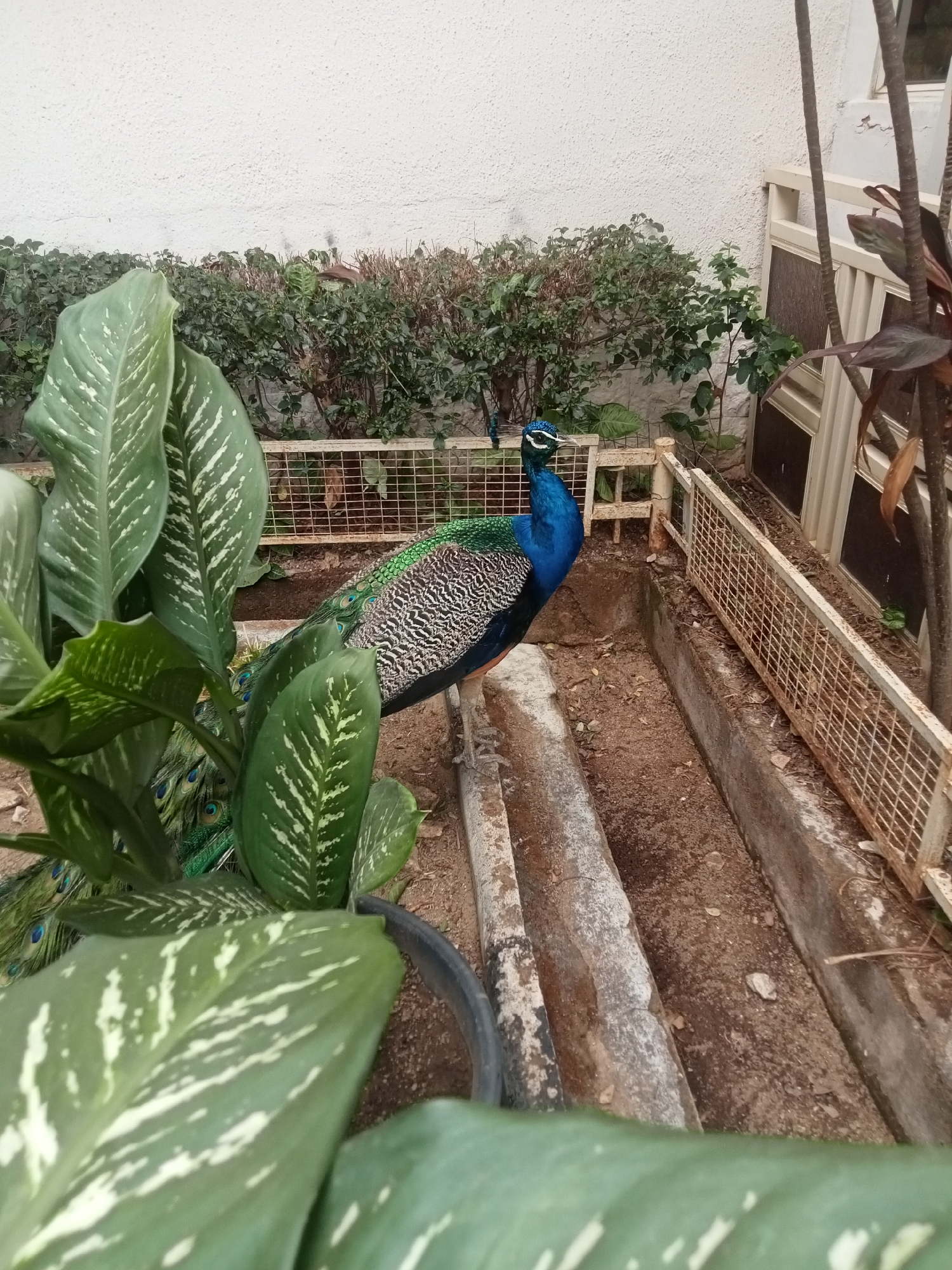 The image depicts a peacock in what appears to be a small enclosure or garden area. The peacock is facing right, with its blue neck and upper chest clearly visible. Its back is covered in patterned feathers of black, white, and green. The peacock's tail feathers are partially obscured by large green plants with white variegation.
The enclosure consists of concrete barriers and a rusty, white wire fence. Behind the fence, there's a bush or hedge and a white wall. The ground is covered in dirt. The scene appears to be in a garden-like setting with a mix of cultivated and wild plants. There are no other individuals visible. The image provides no explicit information to confirm the location is specifically in Jos, Nigeria, though that may be the case based on contextual information external to the image itself.