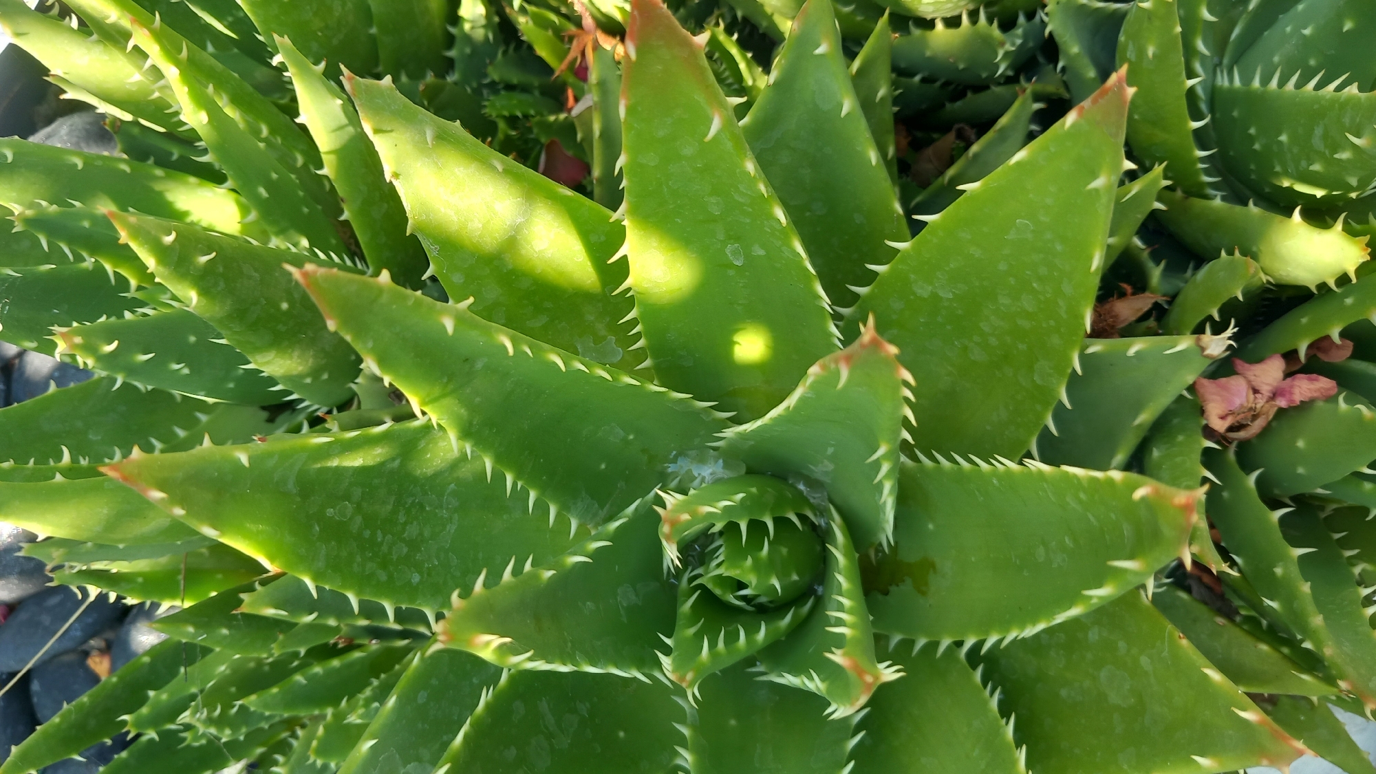 A close-up, overhead shot captures a lush green aloe vera plant. The fleshy, pointed leaves are arranged in a spiral pattern, their edges lined with sharp, white teeth. Sunlight casts dappled shadows across the succulent's surface, highlighting its vibrant color and textured appearance. In the background, dark, smooth stones are visible, providing a stark contrast to the organic form of the plant. The overall impression is one of natural beauty and resilience. This aloe vera plant is located in the city of Agios Nektarios, Greece.