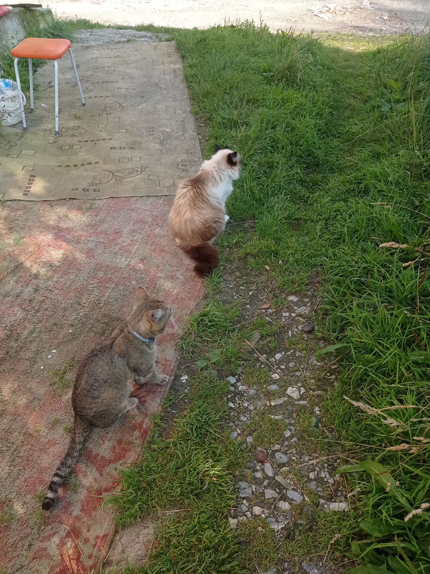 The image shows a backyard scene. In the foreground, a tabby cat with a striped tail is sitting on a reddish-brown rug. The cat is facing left and looking up. Behind it, a fluffy cat with white and brown fur is standing with its back to the camera, looking into a patch of tall green grass. To the left of the rug is an orange-topped stool with grey metal legs. A white bucket with some blue objects is next to the stool. The ground is a mix of dirt, pebbles, and grass. The overall setting appears to be an outdoor area, likely a backyard in a residential setting. The city of Degtyarsk, Russia, is a mining city with industrial and residential areas. This scene could be from a backyard in a residential part of the city.