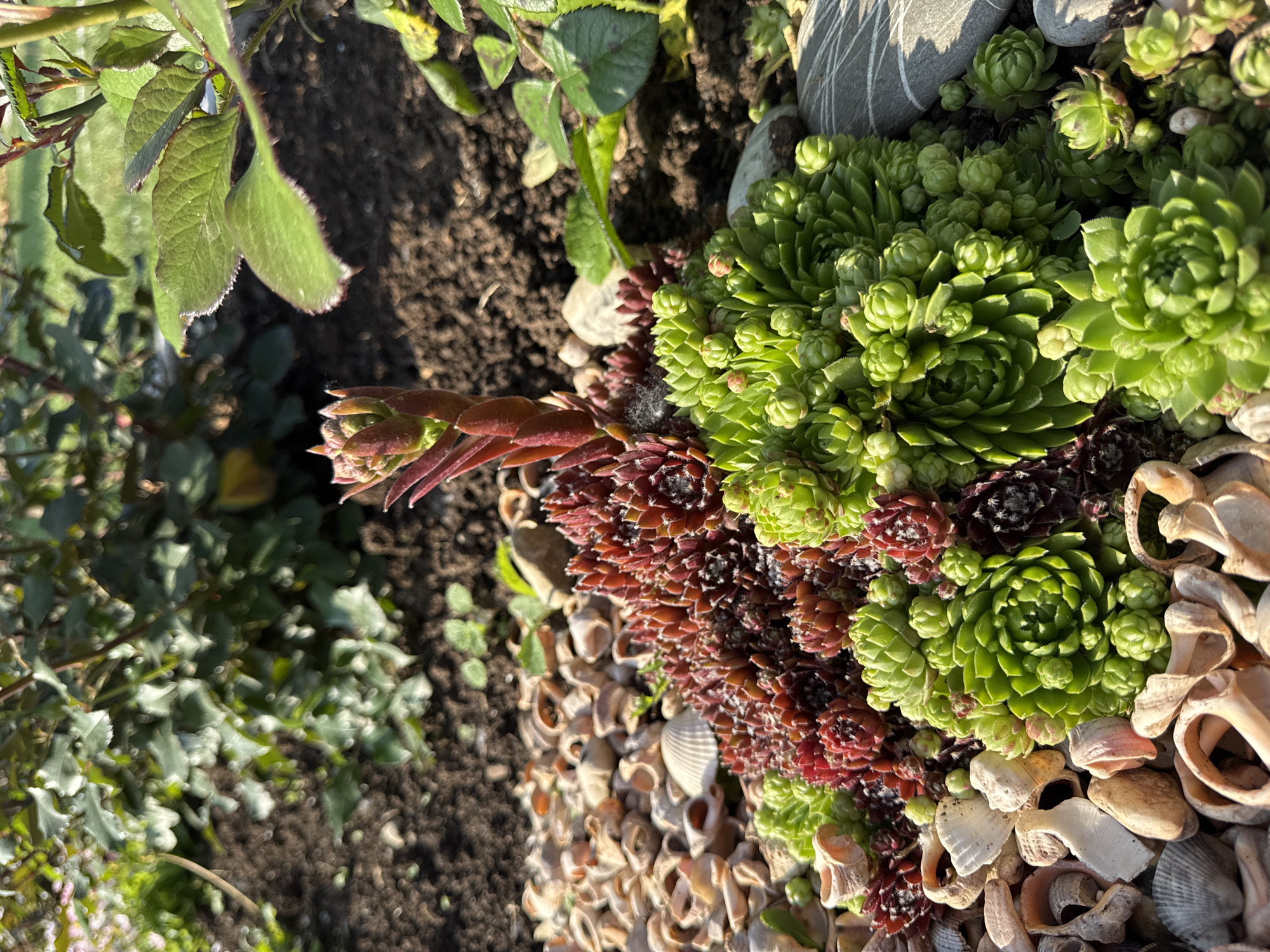 The image shows a close-up, eye-level view of a rock garden in Chaikovsky, Russia. The foreground is dominated by several succulents, primarily Sempervivum varieties. Two distinct clusters are visible: one with deep red-purple rosettes and another with vibrant green rosettes. The green succulents appear to be budding, with small, tightly packed growths emerging from the centers of some rosettes. The plants are nestled amongst an assortment of small, weathered seashells and pebbles, which form a decorative mulch. In the background, darker soil is visible, with hints of green foliage from other plants, possibly a rose bush with serrated, green leaves, and darker, out-of-focus vegetation. The lighting suggests it is daytime, with sunlight casting shadows and highlighting the textures of the plants and shells. There are no people or animals present in the scene.
