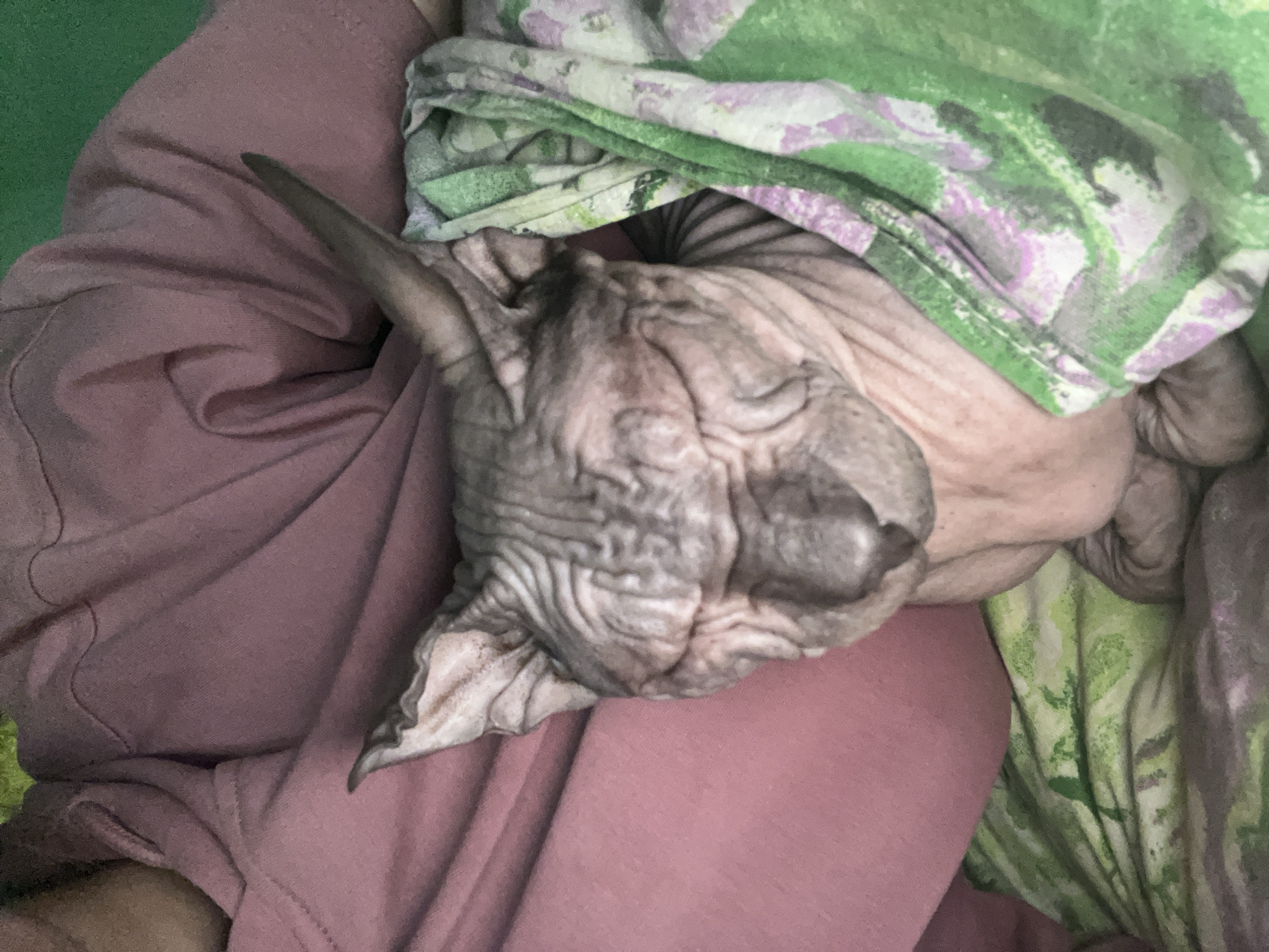 A hairless cat (Sphynx breed) is sleeping, nestled on a person's lap. The person is wearing a pink shirt. A blanket or folded piece of fabric with a green and purple pattern is draped over the cat and the person's arm. The environment appears to be indoors, perhaps a home. There is no evidence to suggest a location in Nizhny Tagil, Russia.