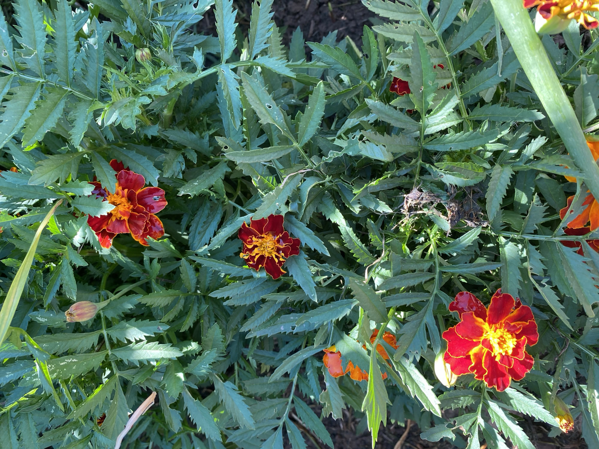 In a patch of green foliage in an outdoor setting, likely a garden, several marigolds are in bloom. The flowers are predominantly red with yellow centers, and some show hints of orange. The leaves are a deep green, serrated, and appear somewhat coarse. The background consists of dark soil and dry plant matter. The lighting suggests it is daytime, with sunlight dappling through the leaves. The scene is static, with no visible human presence or activity.