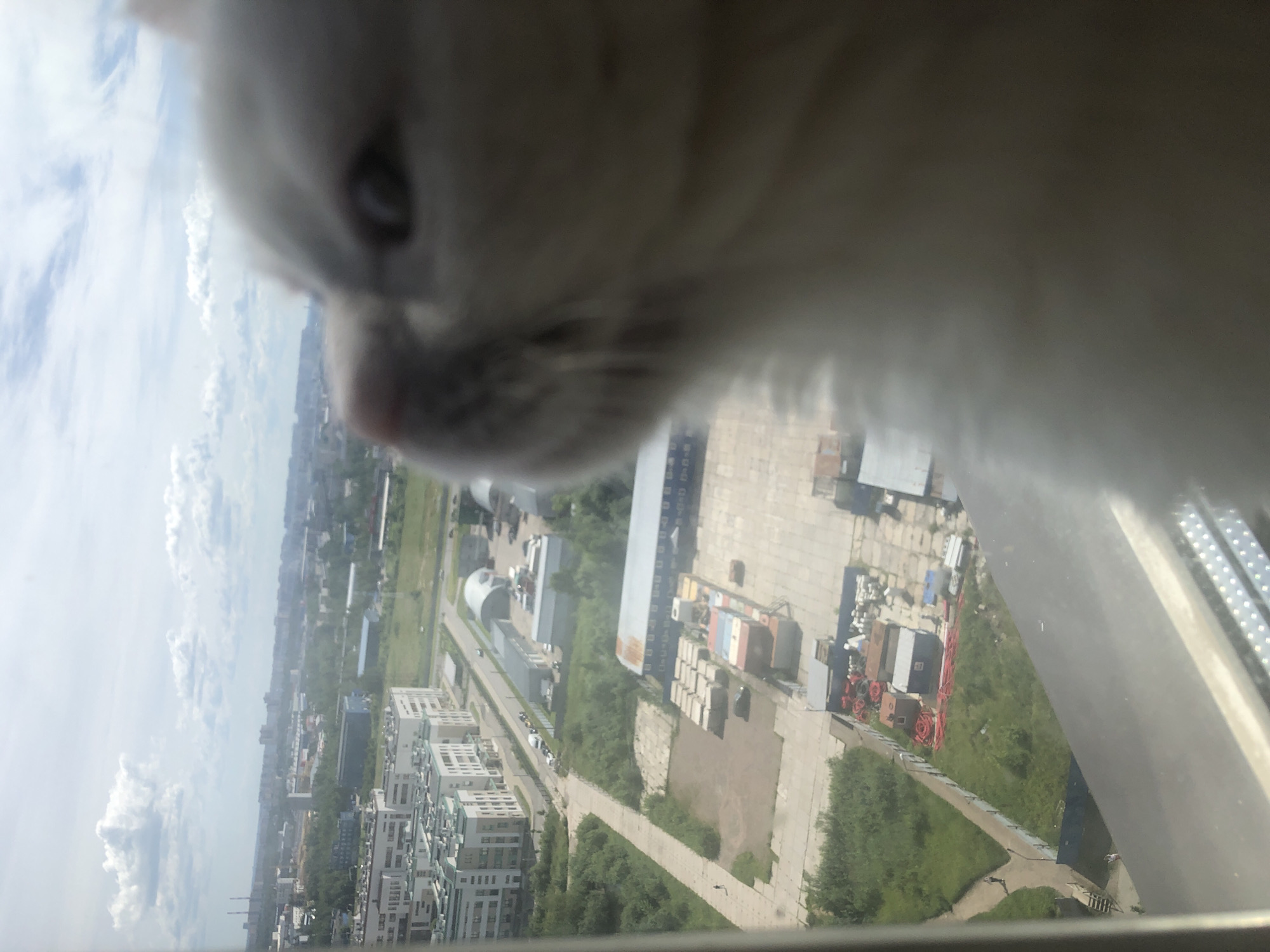An extreme close-up of a white cat's face is in the foreground, obscuring most of the view. The cat's right eye and a portion of its nose are visible. The background is an out-of-focus aerial view of a city under a cloudy sky. In the mid-ground, there are various buildings, including residential blocks and industrial structures, with roads and greenery interspersed. The scene appears to be from a high vantage point, possibly a window.