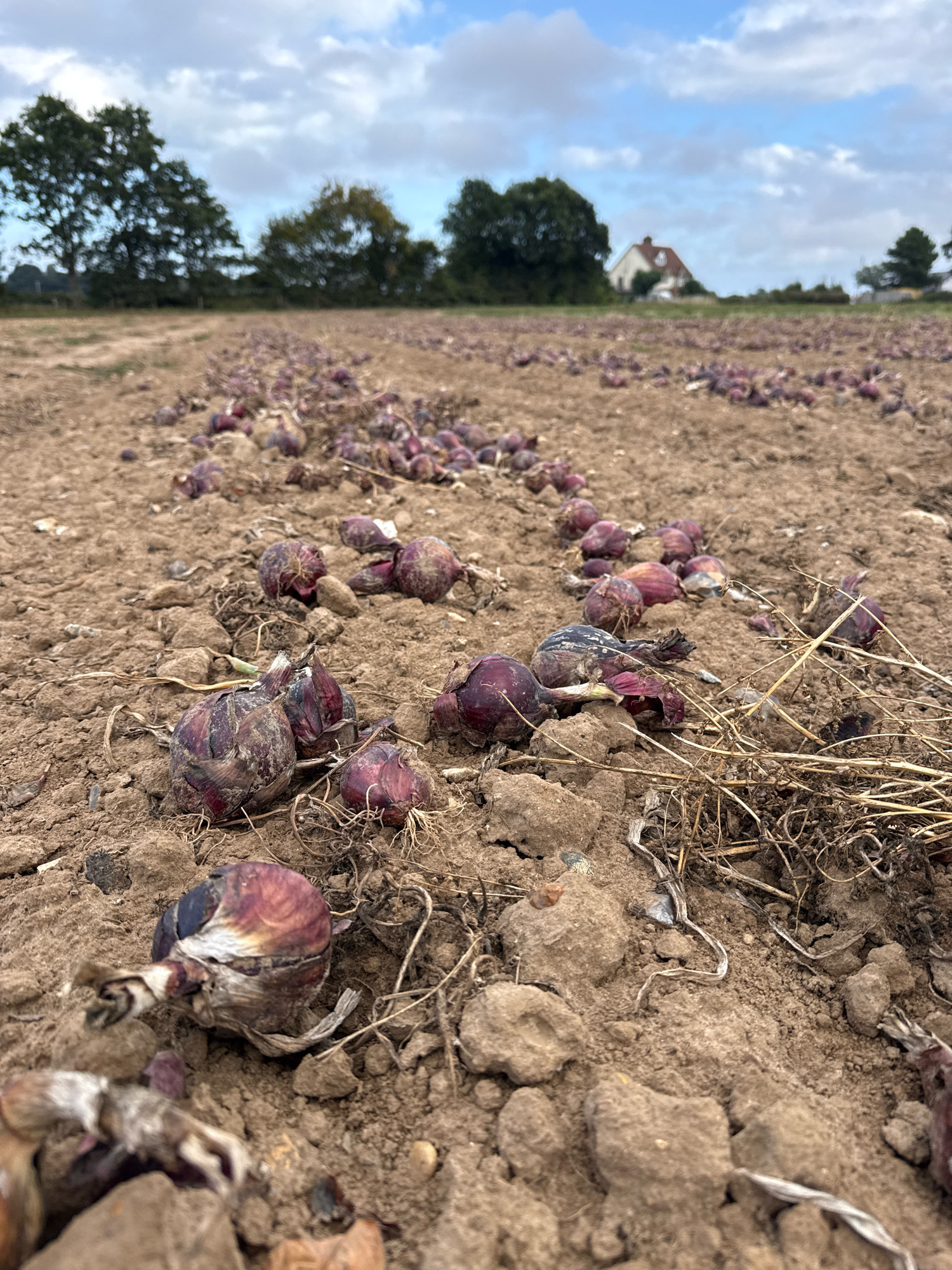 A low-angle, ground-level shot captures a field of harvested red onions. The onions, with their dry skins and visible roots, are scattered across the dry, brown soil in neat rows. The foreground is dominated by several onions in focus, showing their textured skins and dried leaves. In the background, rows of onions recede into the distance, becoming less distinct. Trees line the horizon, with a white house and red-tiled roof visible between them, suggesting a rural setting. The sky above is a mix of blue with scattered white clouds. The scene appears to be a harvested onion field in Great Yarmouth, United Kingdom, likely in the late summer or early autumn.