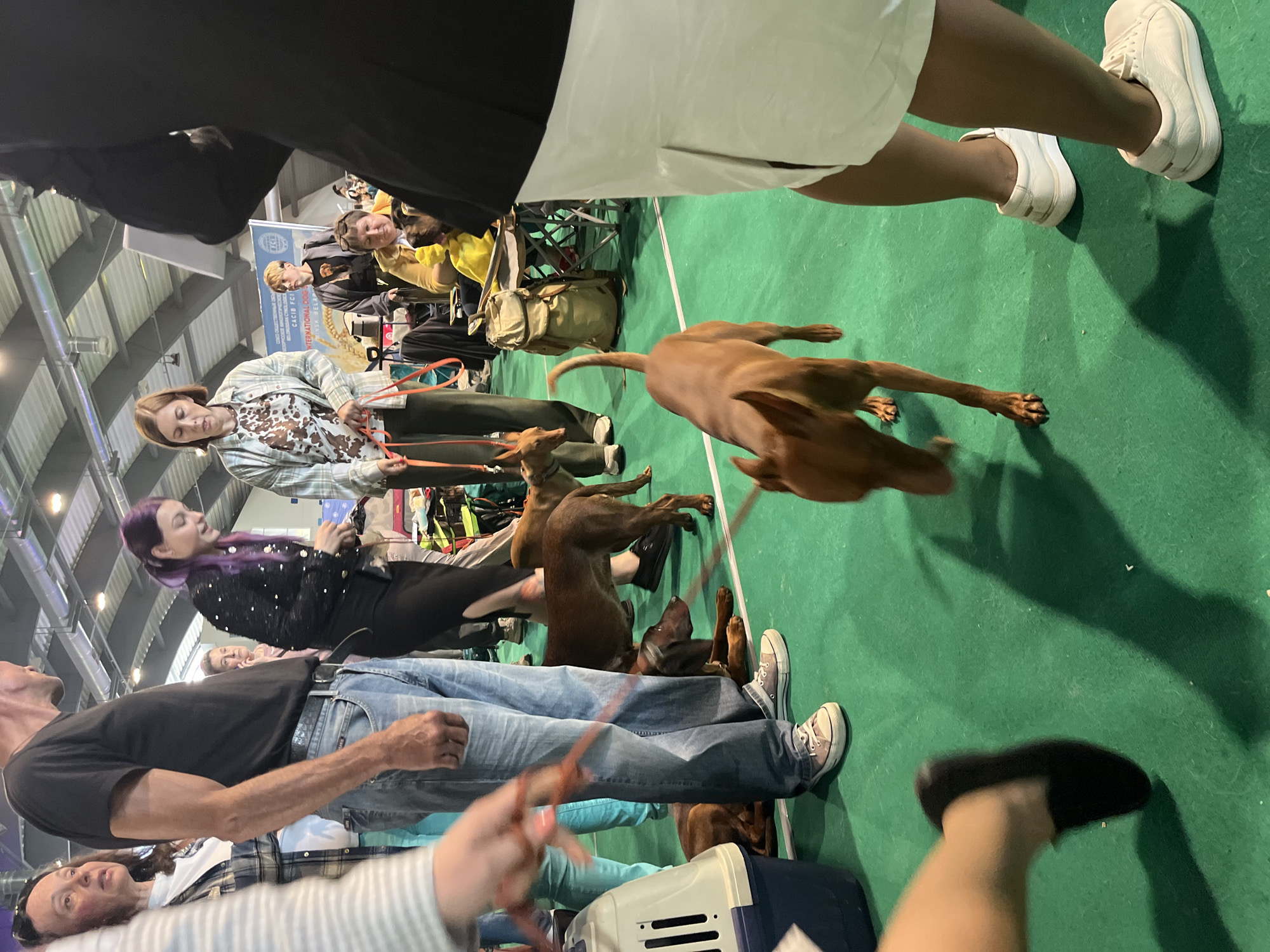 At a dog show in Lahojsk Selsaviet, Belarus, several individuals and dogs are gathered on a green carpeted floor. In the foreground, a person's legs, wearing a white skirt and white sneakers, are visible from the knees down. A brown dog is walking away from the camera, casting a shadow. To the left, a man in a black t-shirt and blue jeans is standing, holding a leash attached to a brown dog lying on the ground. Another brown dog is lying down near him. Further back, a woman with purple hair in a black sparkly jacket and a black skirt is interacting with a dog. Other people are visible in the background, some sitting and others standing, with tents and equipment suggesting an indoor event. A blue and white dog carrier is on the left. A banner with text is also visible in the background. The lighting suggests an indoor venue with overhead lights.