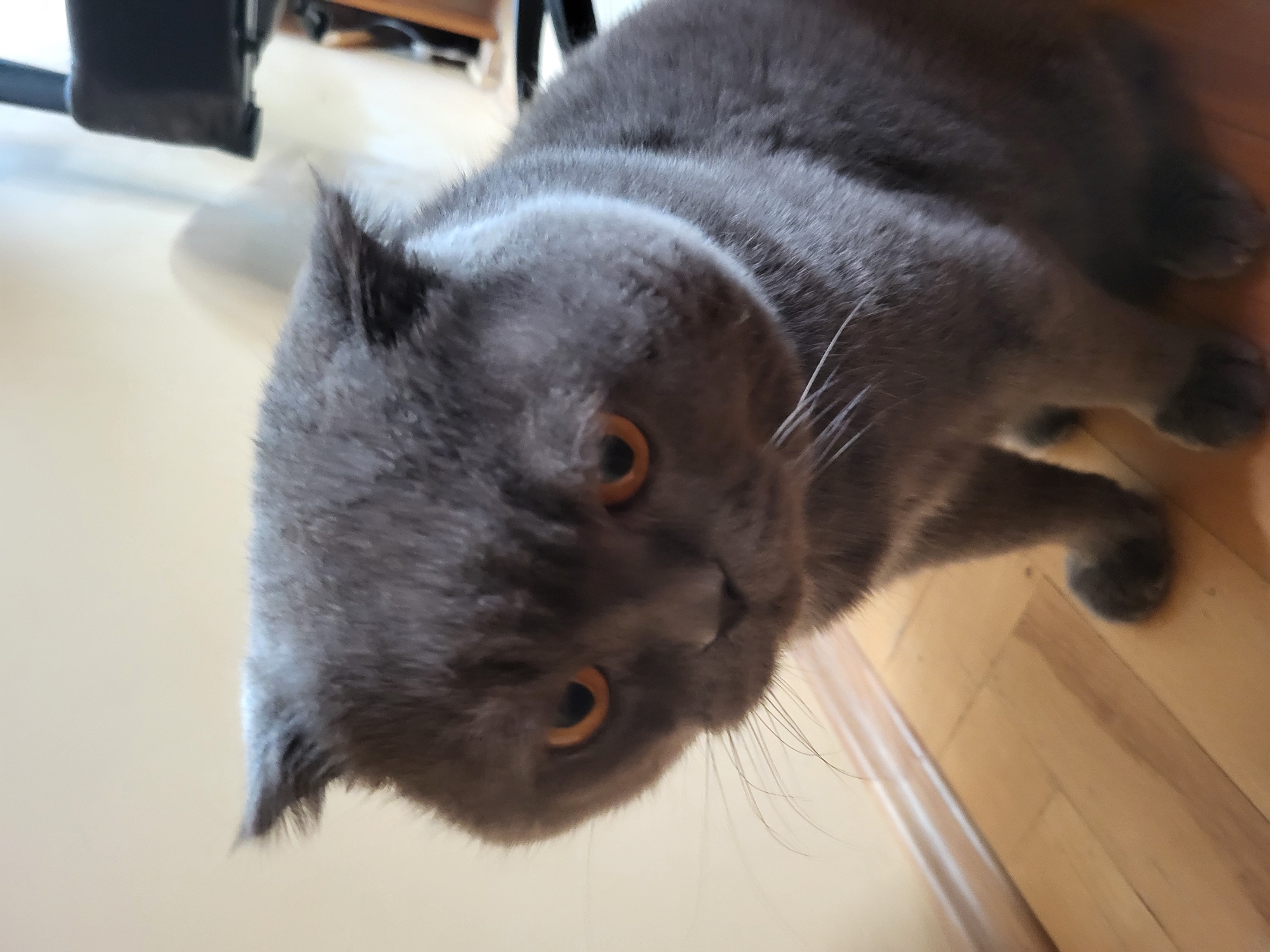 An indoor, eye-level shot features a gray Scottish Fold cat with striking amber-orange eyes. The cat is lying down on a light-colored wooden floor, with its body oriented diagonally across the frame. Its head is slightly tilted, and its folded ears are clearly visible, characteristic of its breed. The cat is looking directly into the camera with an attentive and calm expression.
The cat's fur is a uniform charcoal gray, appearing soft and dense. White whiskers extend from its muzzle. In the blurred background, parts of a room are discernible, including what appears to be the leg of a dark chair or piece of furniture on the left side, and a lighter-colored wall or surface behind it. The lighting is soft and even, suggesting an indoor setting with ambient light. No text is visible in the image.
