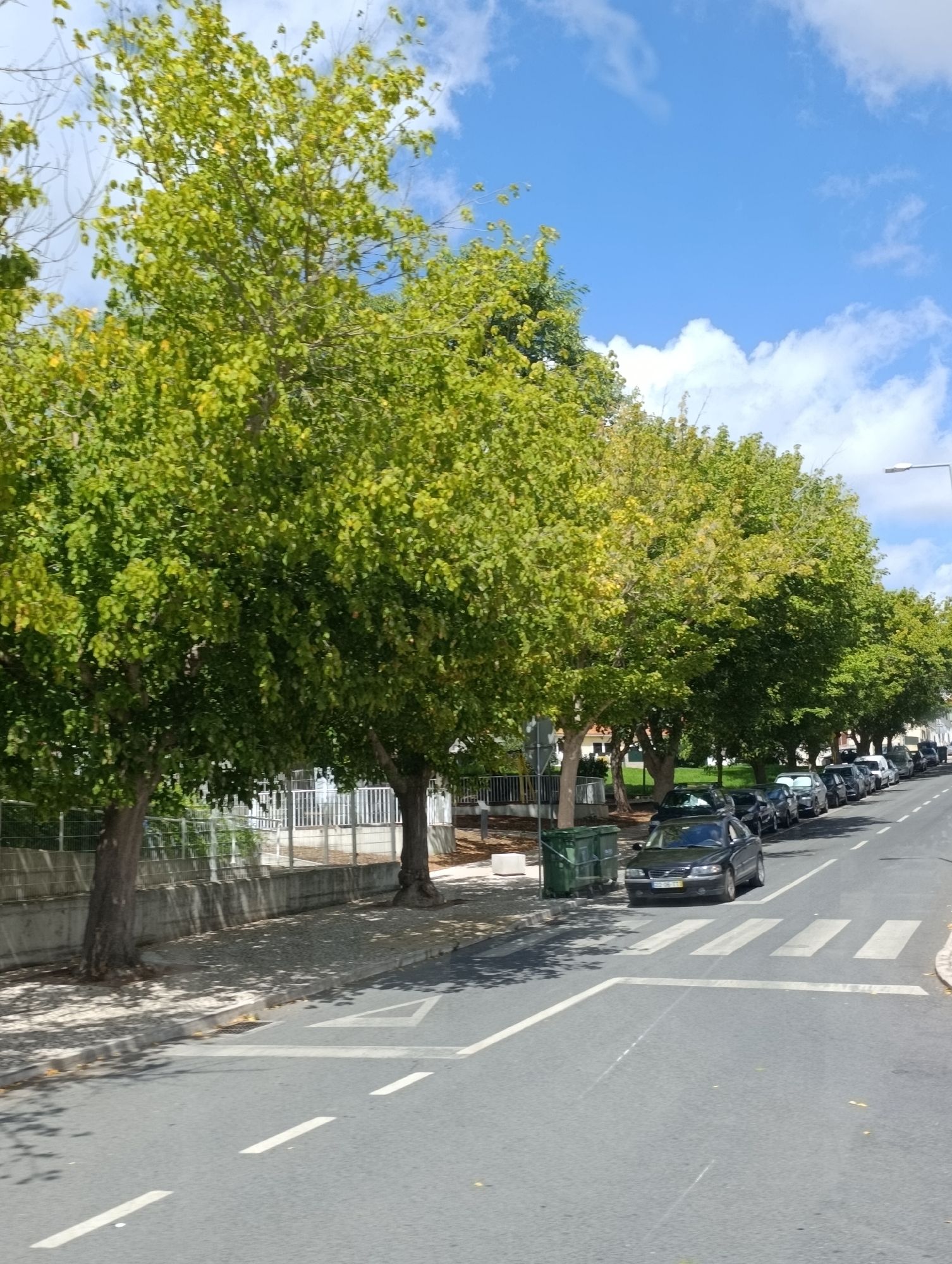The image shows a street scene in Setúbal, Portugal. The street is lined with trees with lush green foliage on the left side of the image. A sidewalk runs alongside the street, with a concrete retaining wall behind it. Parked cars are visible on the right side of the street, in a single file line. A crosswalk is painted on the road in the foreground. The sky is blue with scattered white clouds. The overall impression is one of a well-maintained urban environment on a sunny day.