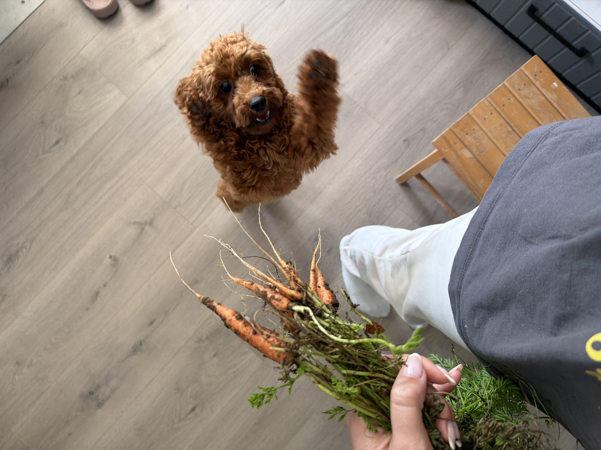 The image depicts a close-up, high-angle view of a person's legs and hands holding a bunch of freshly harvested carrots. The carrots are orange with green tops and still have dirt on them, suggesting they were recently pulled from the ground. The person is wearing grey sweatpants and white pants. To the right of the carrots and person, a small, fluffy brown dog, possibly a poodle mix, is looking up at the camera with its front paw raised. The dog appears alert and playful. The setting is indoors, on a light-colored wooden floor. There is a small, wooden stool to the right of the dog, and part of a black object, possibly a treadmill, is visible at the bottom right. The overall scene is casual and domestic.