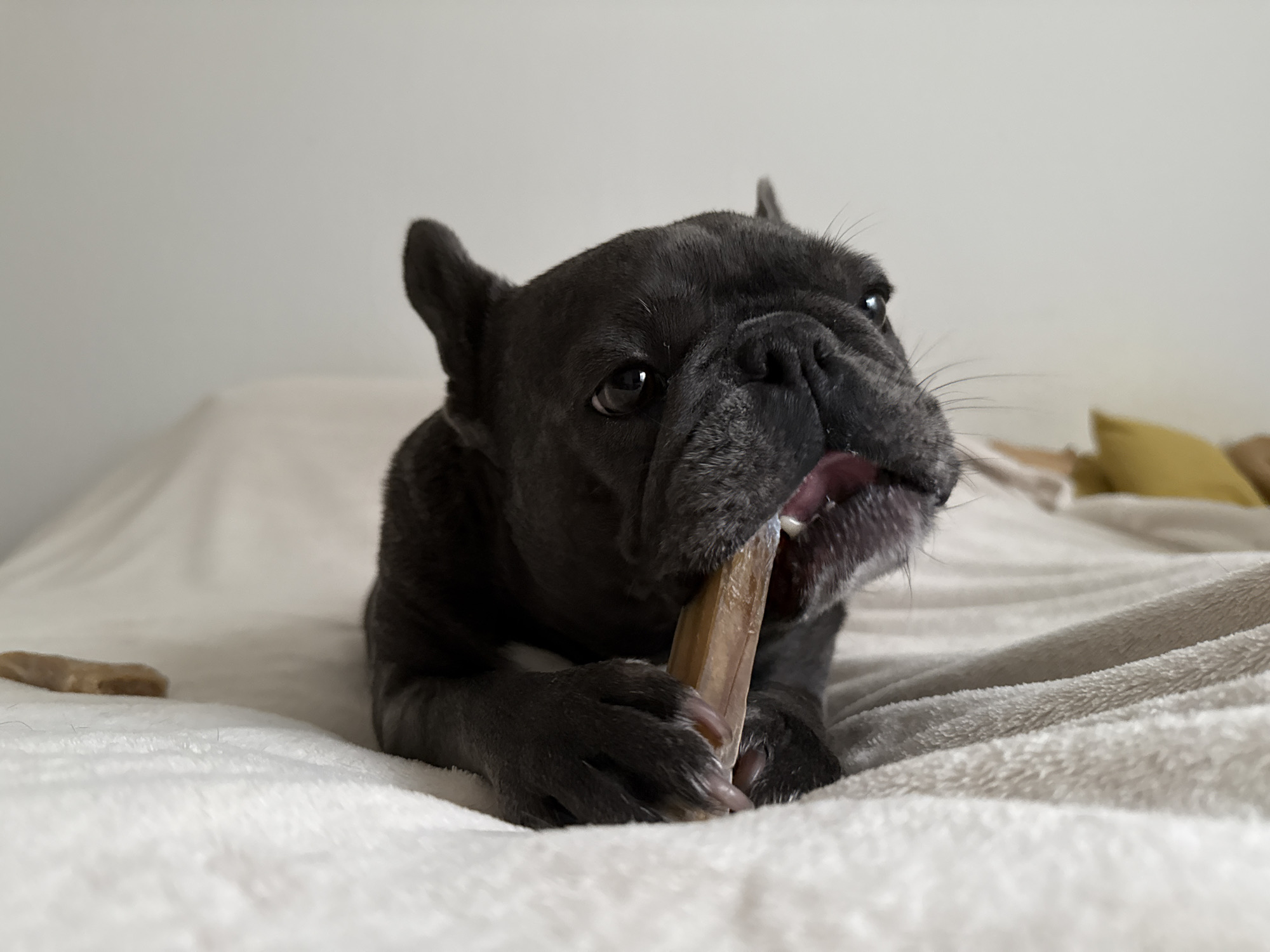 In a close-up, low-angle shot, a dark-colored French Bulldog is captured mid-chew on a bone. The dog's head is turned slightly to the right, with its mouth open and the bone held firmly between its teeth and paws. The dog's dark fur contrasts with the soft, white blanket it is lying on, which appears to be on a bed. The background is a plain, light-colored wall. To the left of the dog, another bone is visible on the blanket. The image does not contain any information about the city of Bad Sachsa, Germany, or any other location.