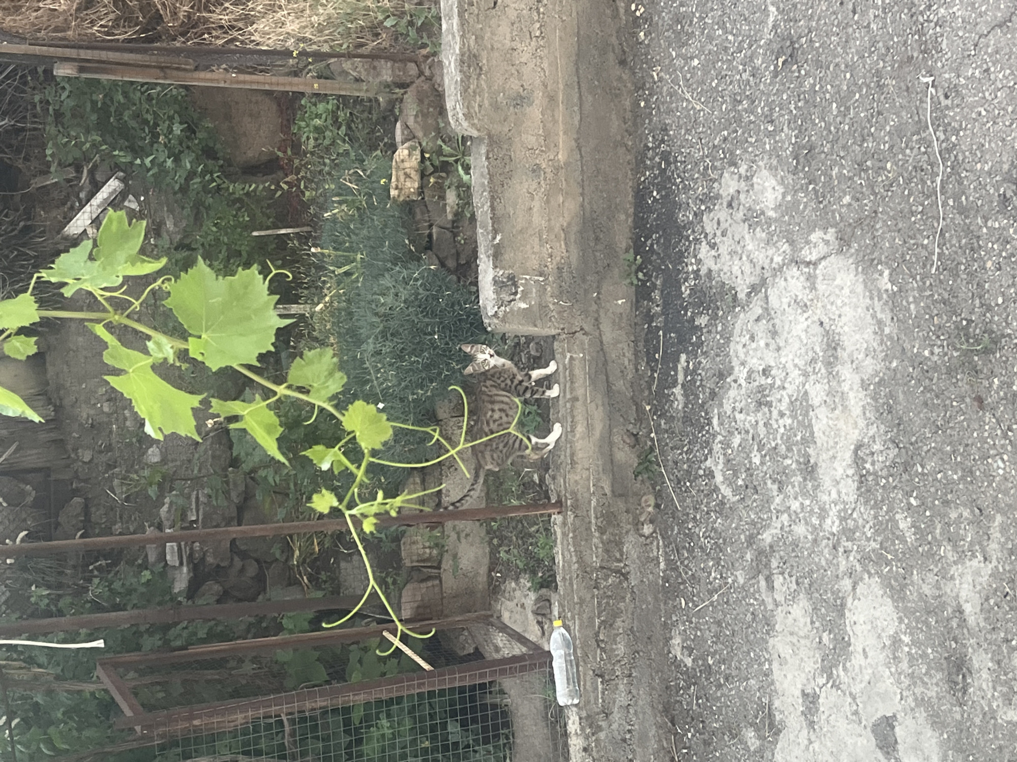A tabby cat with white paws is walking on a gray, cracked asphalt surface next to a concrete ledge. The cat is facing away from the camera, looking slightly to its left. Green vines with large leaves hang into the frame from the left. In the background, there are dense green bushes, a metal fence with a wire mesh, and some wooden structures. A clear plastic bottle with a yellow cap is lying on its side on the asphalt near the concrete ledge. The scene appears to be outdoors, possibly in a yard or a less-maintained area, given the presence of the natural elements and the rough textures of the ground and structures. The lighting suggests it could be daytime, with no strong shadows visible. The overall impression is one of a quiet, perhaps somewhat neglected, outdoor space in Yeghegnadzor, Armenia.