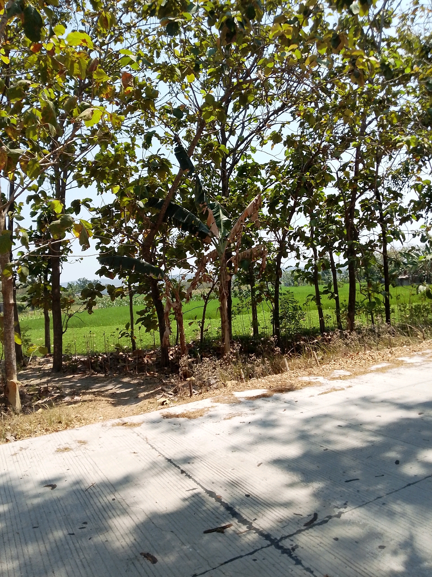 The image depicts a row of teak trees with lush green leaves, lining a dirt path adjacent to a paved road. The road exhibits distinct concrete expansion joints and is dappled with the shadows of the trees. Beyond the trees, a vibrant green rice paddy stretches out, indicating an agricultural setting in Grebegan, Indonesia. The sky is clear and blue, suggesting a sunny day. The scene is natural and peaceful, with no people or animals visible. The environment is rural and agricultural, with a focus on the natural landscape.