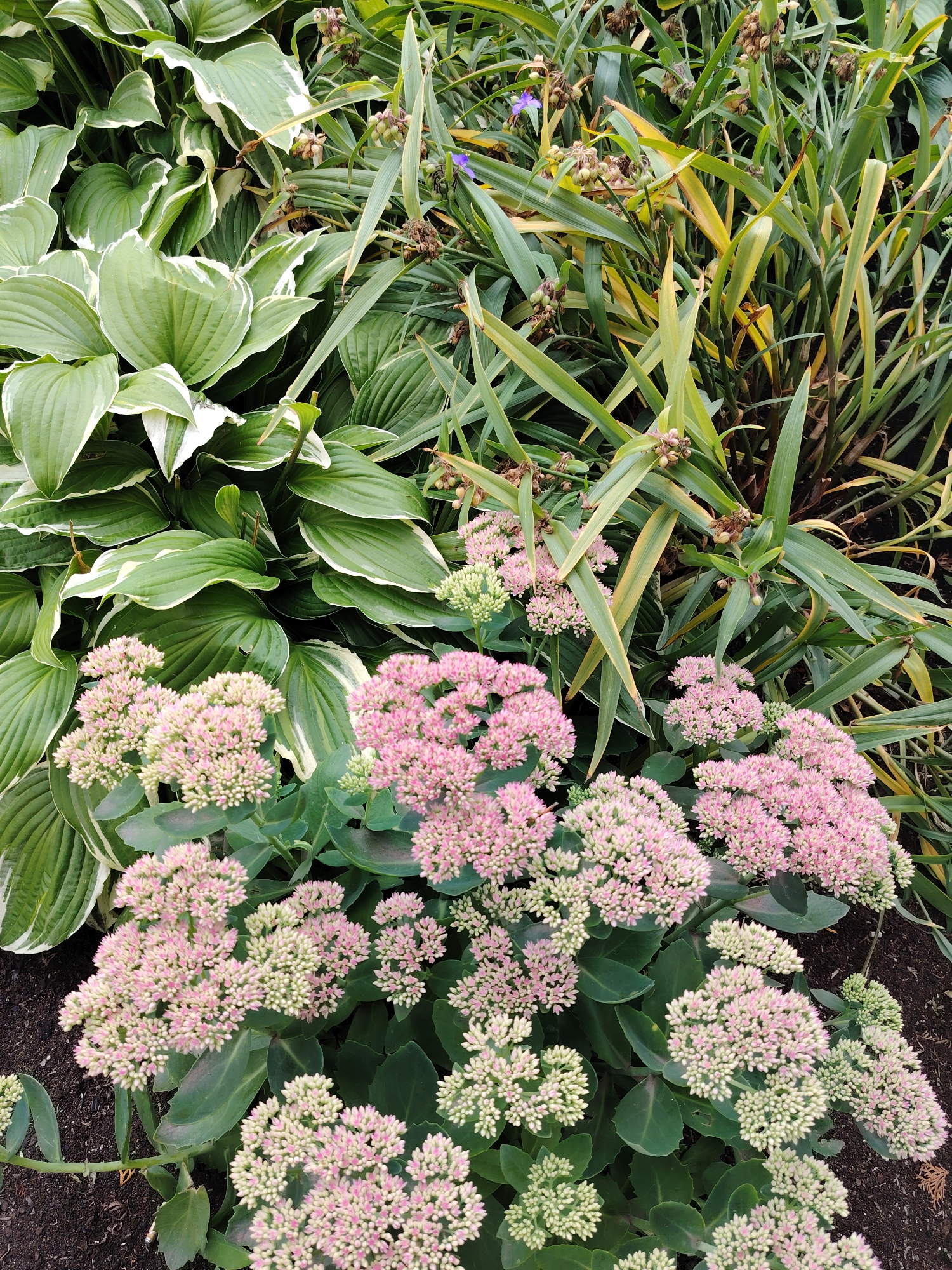 This is a high-angle, eye-level shot of a garden in Klin, Russia. The foreground is dominated by a clump of sedum plants with clusters of small, pink, star-shaped flowers and light green buds. Behind the sedum are large, variegated hosta plants with dark green leaves edged in white. Taller, grassy plants with long, thin, green and yellow leaves fill the background. A single small purple flower is visible among the grassy plants. The ground appears to be dark soil.