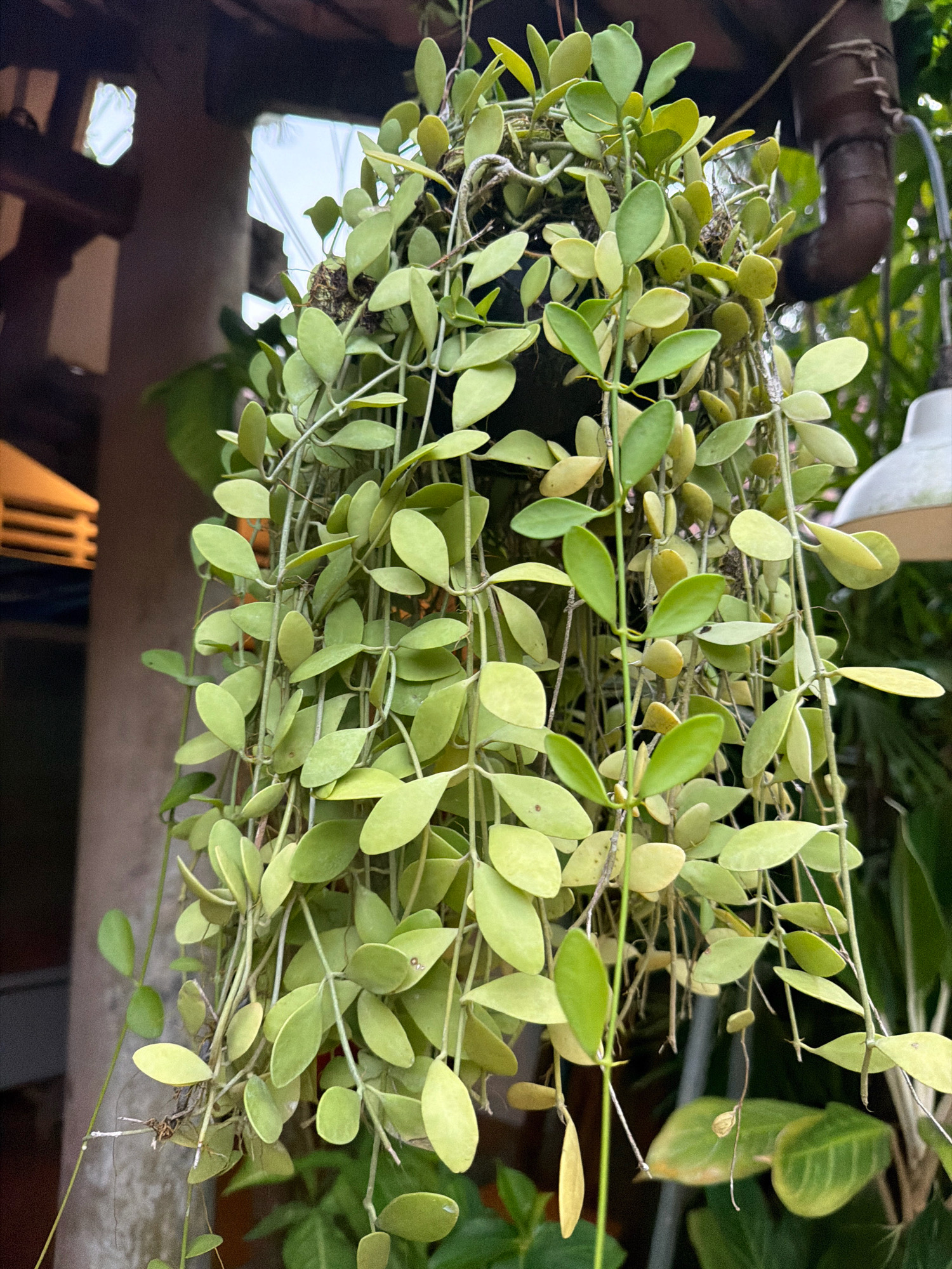 The image shows a hanging plant with small, oval-shaped green leaves. The plant is suspended from above, with its vines trailing downwards. In the background, there are out-of-focus elements that suggest an outdoor environment, possibly a courtyard or garden area. To the left, a section of a wooden structure with horizontal slats is visible. Further back, a white light fixture hangs from a wire. The overall impression is of a lush, green plant set against a backdrop of natural and man-made elements. The location is stated to be the city of Phú Quốc, Vietnam, but no specific landmarks or identifiable features of the city are present in the image. There are no people visible in the image.