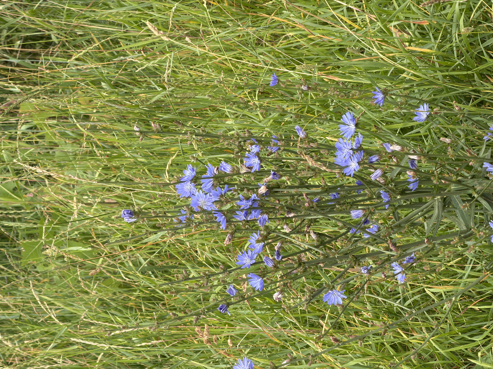 The image shows a close-up view of a field of wild chicory flowers (Cichorium intybus) in the city of Chaikovsky, Russia. The flowers are a vibrant blue and are surrounded by tall, green grass and stalks. The lighting suggests it is daytime, with soft natural light illuminating the scene. There are no people or animals visible in the image. The focus is on the natural beauty of the wild flora.