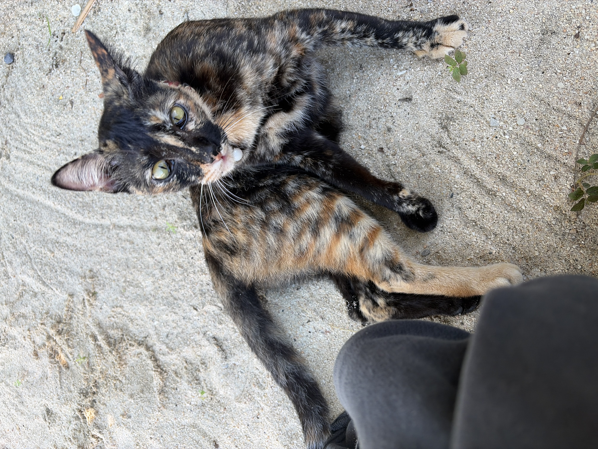 A tortoiseshell cat with green eyes sits on a sandy surface. The cat is facing the camera with its body partially obscured by a person's leg, which is covered in dark gray fabric. The cat has patches of black, orange, and tan fur. A thin white collar is visible around its neck. The sandy ground shows some footprints and scattered small green plants. The location is Baan Bang Rak, Thailand.