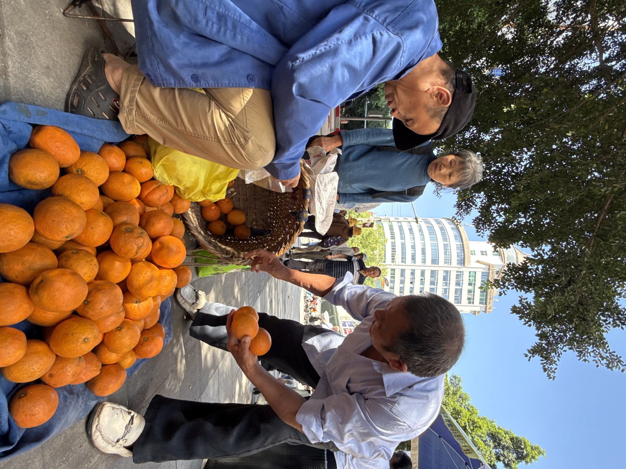 The image depicts a street scene in Beibei, China, focused on a fruit vendor and customers. A large pile of oranges is the focal point, displayed on a blue cloth. A man in a blue jacket is examining the oranges, while a woman in a blue shirt stands beside him. Another man, wearing a white shirt and black pants, is picking up oranges from a woven basket, likely the vendor. Pedestrians are visible in the background, along with a tall, modern building. Trees with green leaves frame the upper right corner of the image, with a clear blue sky visible above.