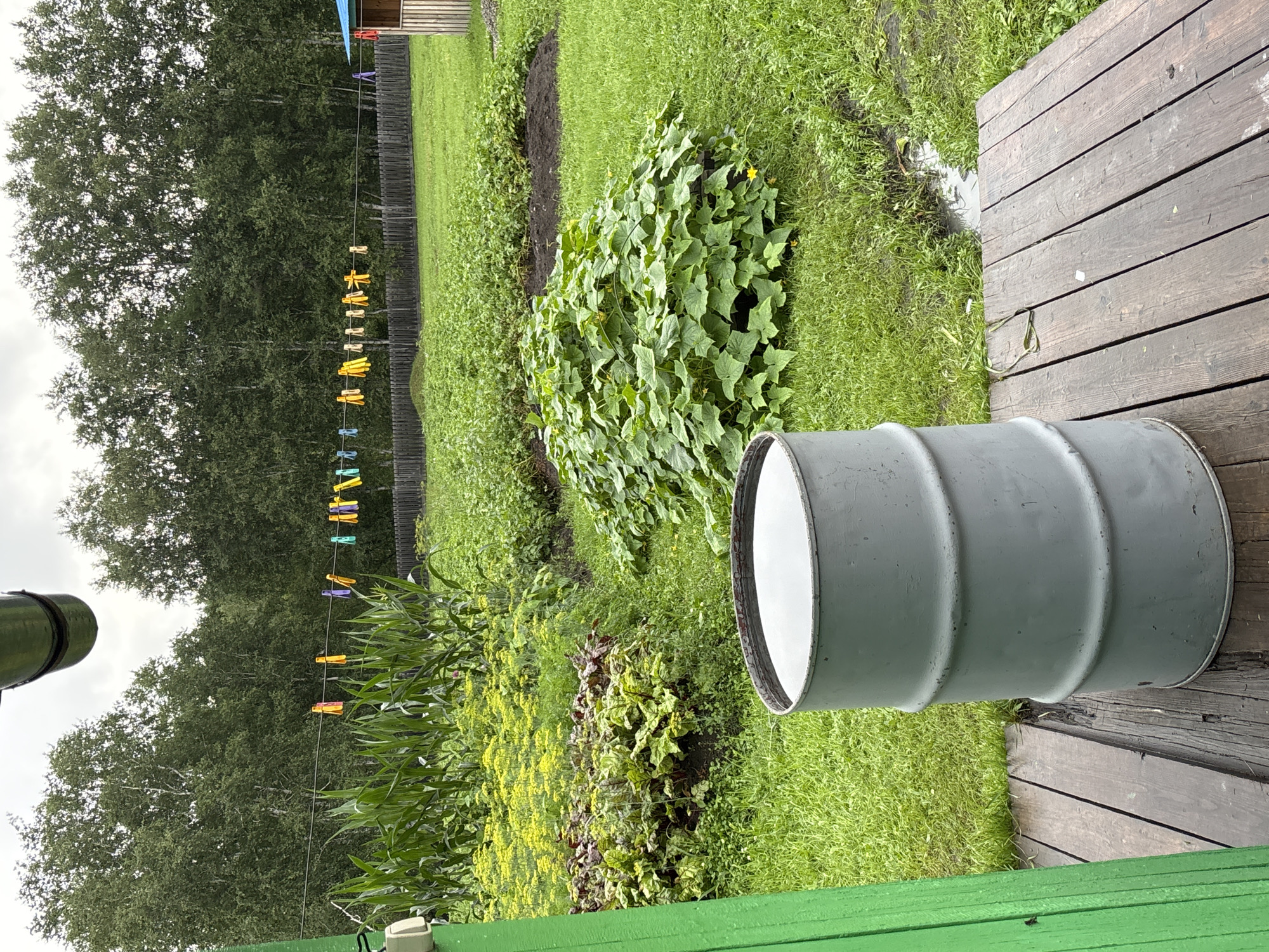 The image depicts a backyard garden scene in Gonja, Russia. A grey metal barrel, partially filled with water, sits on a wooden deck in the foreground. Beyond the deck, a lush garden is visible, featuring rows of corn, leafy green vegetables like beets, and a large, sprawling bush of what appears to be cucumber plants with yellow flowers. A clothesline with colorful clothespins stretches across the middle ground, strung between two unseen points. In the background, a dense line of deciduous trees forms the edge of the property, with a wooden fence running along the garden. The sky is overcast.