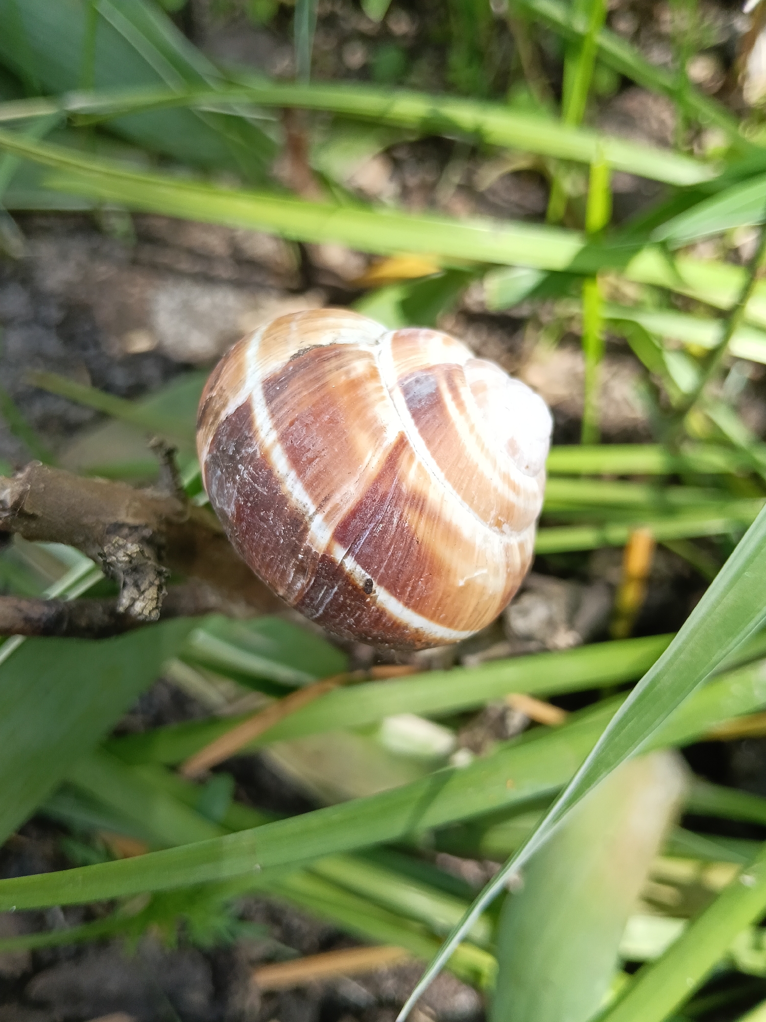 A close-up, high-angle shot captures a brown and white striped snail shell resting on a small, gnarled branch amidst green foliage. The shell, the primary subject, exhibits a spiral pattern with irregular bands of warm brown and lighter, creamy white. Its surface shows some textural detail, indicating natural wear.
The shell is positioned on a dark brown, rough-textured twig or small branch, which appears to be broken or dried. Surrounding the shell and branch are numerous blades of vibrant green grass and other leafy vegetation, providing a natural, soft background. Some areas of the grass are slightly out of focus, creating a shallow depth of field that highlights the snail shell. Beneath the vegetation, patches of dark soil or earth are visible.
The scene depicts an outdoor setting, likely a garden or grassy area in Красный Маяк, Russia. The lighting suggests natural daylight, possibly from an overcast sky or dappled sunlight, illuminating the shell and foliage clearly without harsh shadows. There is no visible activity, as the shell appears to be empty or abandoned. No people are present, and there is no visible text in the image. The overall impression is a tranquil, detailed observation of nature.