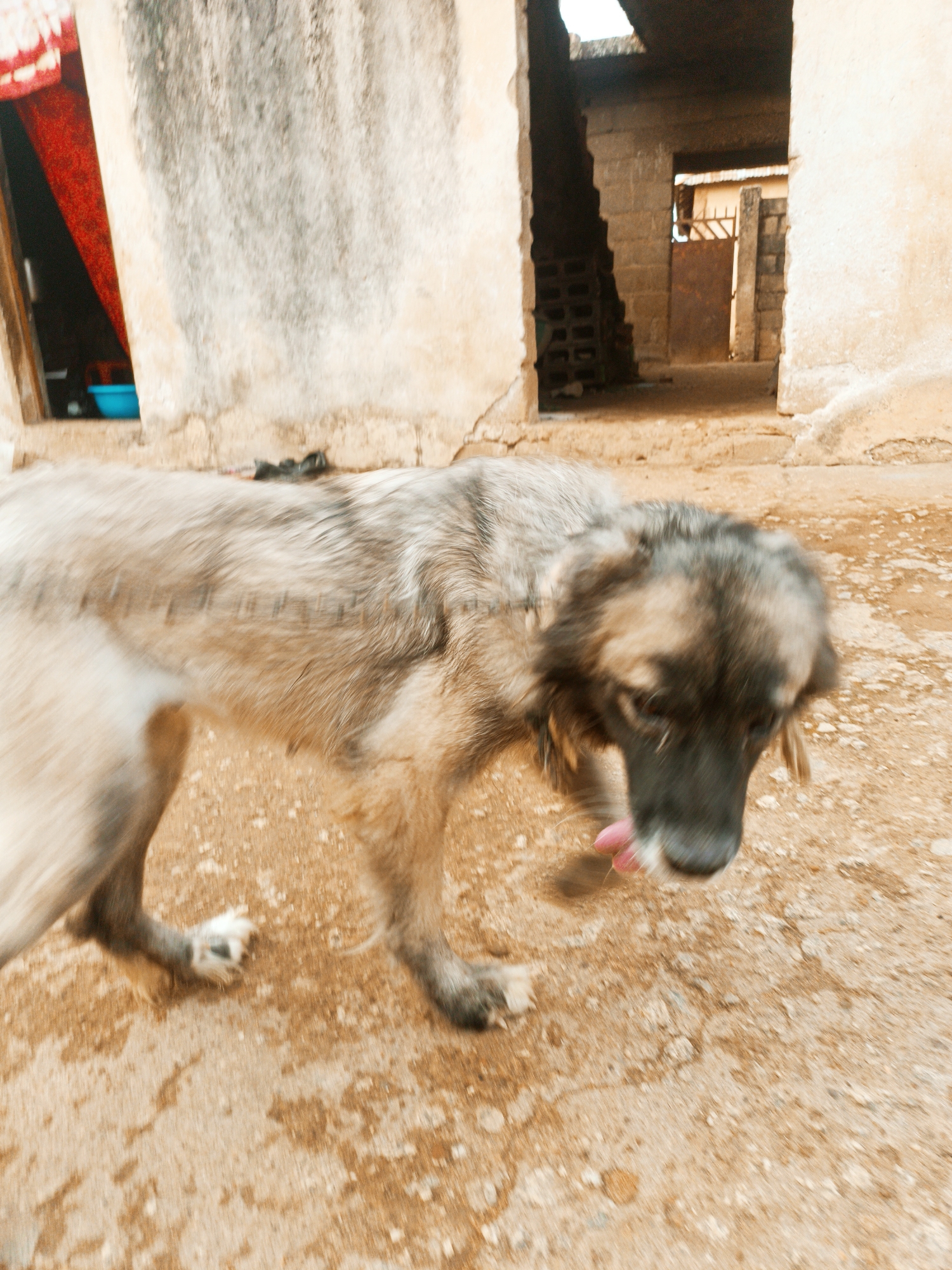 A blurry image shows a medium-sized, tan and gray dog with a long coat, walking on a dirt surface in Anguldi, Nigeria. The dog’s tongue is visible. Behind the dog, there are partially constructed buildings or structures with rough, unfinished walls. A doorway on the left shows a red curtain and a blue container inside. Another opening further back reveals a corrugated metal fence or structure.