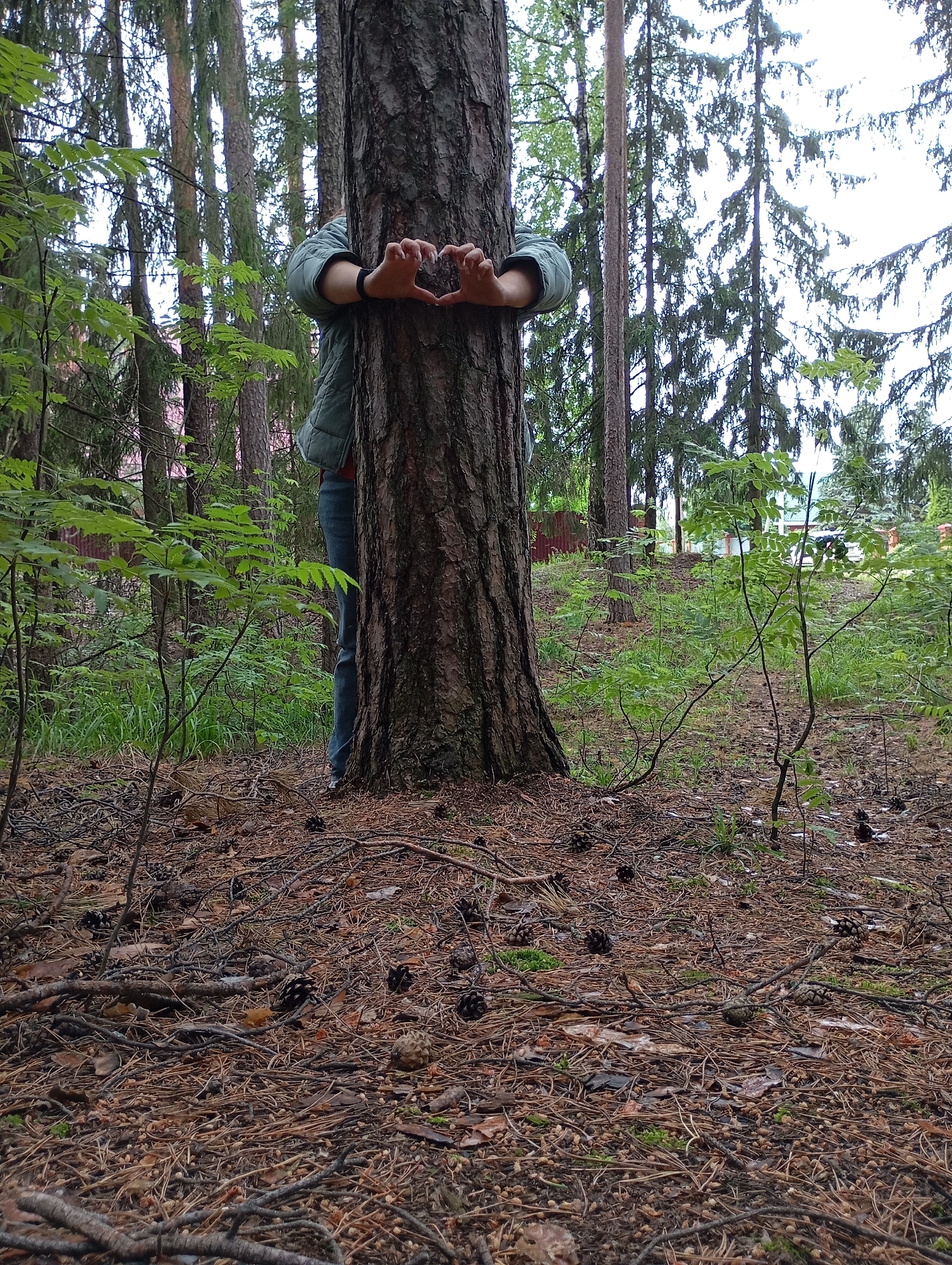 A person is partially visible, embracing a large tree trunk in a dense forest setting. Their arms are wrapped around the tree, and their hands meet in front of the trunk, forming a heart shape. The individual wears a light teal or muted green quilted jacket and blue jeans. A dark wristband is present on their left wrist.
The central tree has thick, rough, dark brown bark. The forest floor is covered extensively with a carpet of dry pine needles, scattered pine cones, and numerous fallen twigs and small branches. Several small green saplings and patches of grass grow among the debris on the ground.
In the background, a thick stand of tall, slender evergreen trees (likely pines or spruces) stretches into the distance, filling the frame with dense foliage. The sky above is bright and appears overcast, creating diffused light without strong shadows, indicating daytime. In the far background, behind the trees, hints of human presence are visible, including a red fence and parts of a building, suggesting the forest is near a developed area. The overall scene conveys a sense of connection with nature, likely in a forest near Chaikovsky, Russia. There is no visible text in the image.