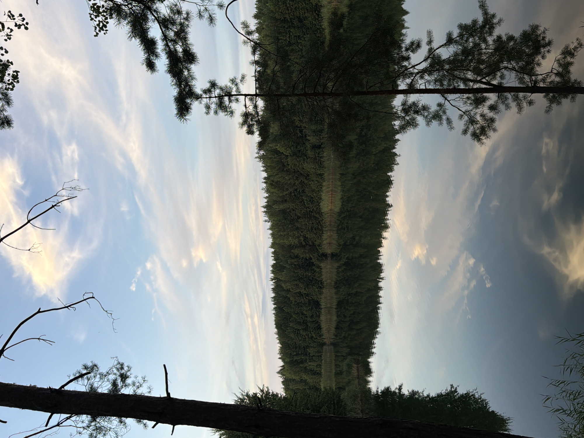 A tranquil lake scene is captured at dusk in Kmytiv, Ukraine, with the sky featuring wispy clouds illuminated by the setting sun, casting a soft glow. The dense, dark green forest lining the far bank of the lake is perfectly reflected in the still water, creating a symmetrical and serene composition. Silhouettes of pine trees frame the view from the foreground and the right side of the image, their branches reaching towards the sky. The water's surface is smooth, acting as a mirror to the sky and the surrounding vegetation. A few stalks of tall grass are visible along the near edge of the water. The overall atmosphere is one of peacefulness and natural beauty.