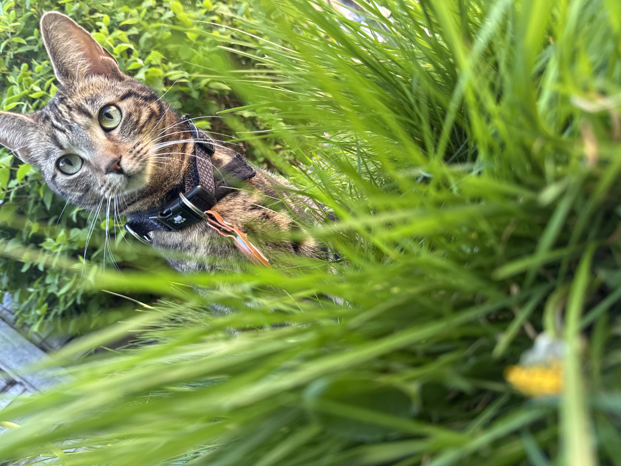A tabby cat wearing a harness is partially hidden in tall green grass, likely outdoors. The cat is looking directly at the camera with green eyes. In the background, some foliage and a gray object resembling a curb are visible. There are no visible indicators that place this image specifically in Desborough, United Kingdom.