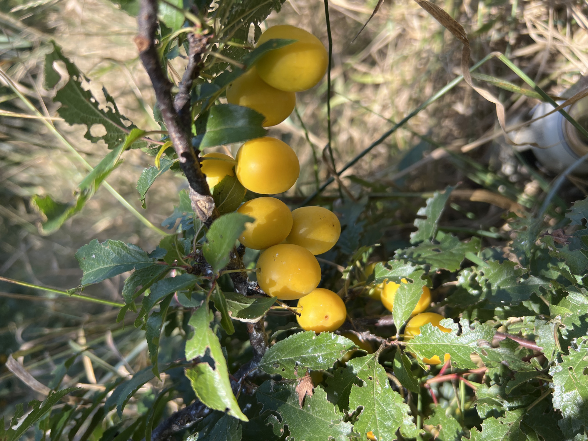 The image shows a close-up view of a branch of a tree laden with ripe yellow plums. The plums are round and smooth, varying slightly in size. They are clustered together on the branch, with several visible in the foreground and more in the background. The leaves of the tree are green and appear somewhat damaged, with small holes and torn edges. The background is a blur of green foliage and dry grass, suggesting an outdoor setting in a natural or overgrown area. The lighting indicates it is daytime, with sunlight illuminating the fruit and foliage. No people or specific landmarks of Fontanka, Ukraine are visible.
