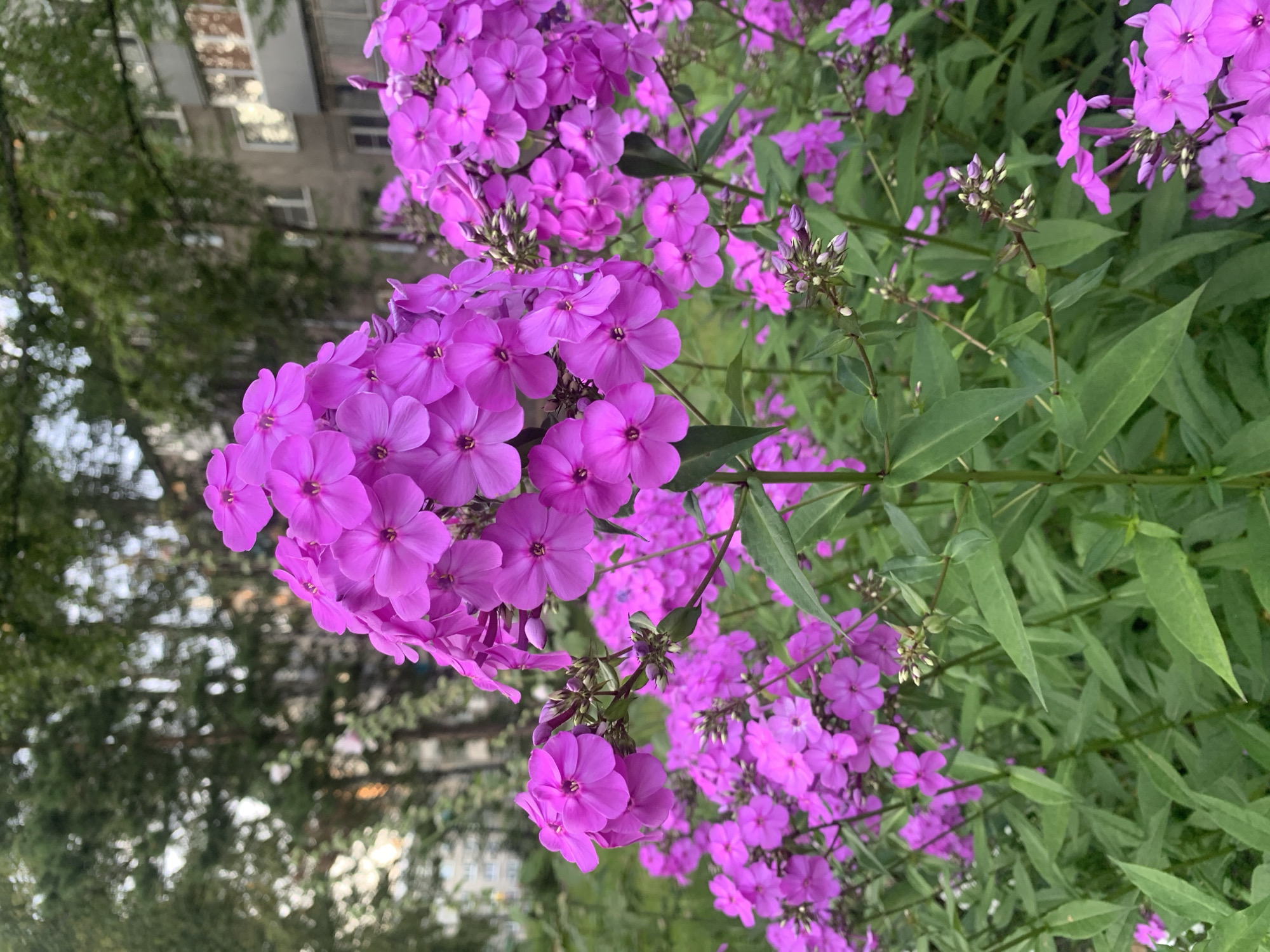 The image captures a cluster of vibrant purple phlox flowers in bloom, set against a backdrop of green foliage and a subtly blurred urban environment. In the background, a multi-story building with rectangular windows suggests a residential area. Trees with dense green leaves are also visible, contributing to the overall natural setting within the city. The lighting appears overcast, creating a soft, diffused illumination that highlights the delicate petals of the flowers. No people are present in the image. The scene is likely located in a public or residential garden area within the city of Prokopyevsk, Russia, given the presence of the building and the type of flora.